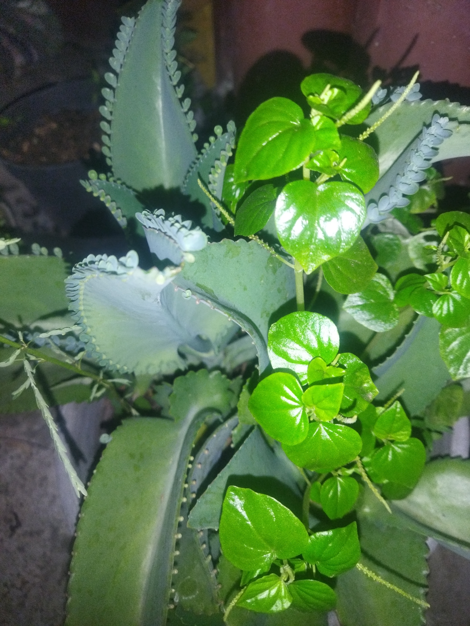 The image depicts a close-up view of two types of plants. The plant in the foreground has vibrant, glossy green, heart-shaped leaves and slender, pale green flower spikes. The plant behind it has larger, thicker, pale green leaves with serrated edges and small plantlets growing along the leaf margins. The lighting suggests an indoor setting, possibly at night or in a dimly lit area. The background is blurred, showing dark shadows and indistinct forms, possibly other plants or objects in pots. There are no people or any indications of the city of Pekalongan, Indonesia.