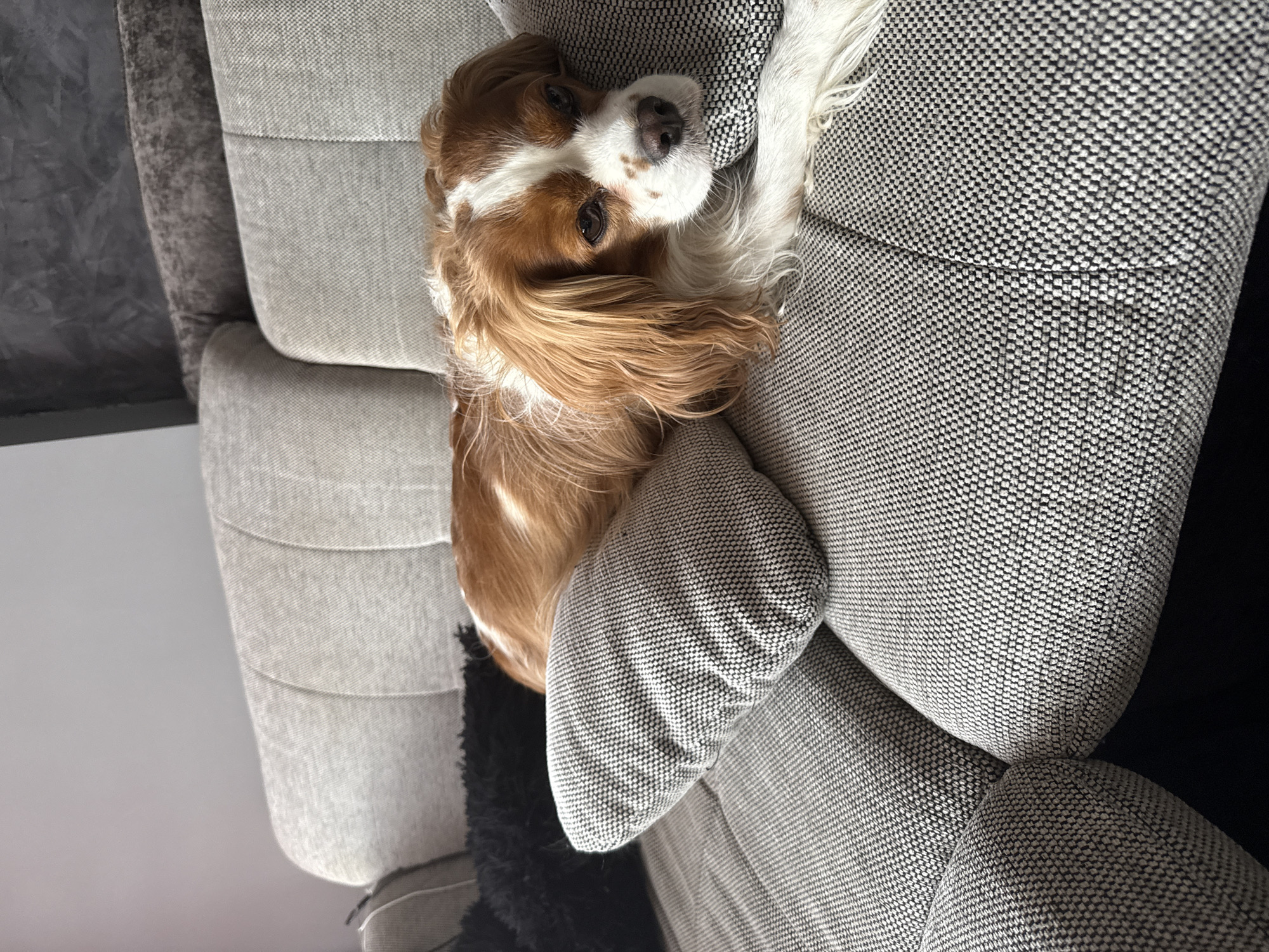 A Cavalier King Charles Spaniel dog with brown and white fur rests on a gray fabric sofa. The location is unknown.