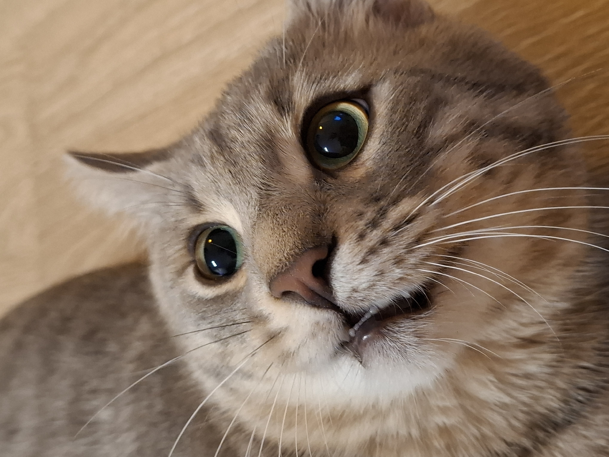 This is a close-up, medium shot of a domestic cat's face. The cat has tabby markings with shades of gray and brown fur. Its eyes are large and wide open, with one appearing more dilated than the other. The irises are a vibrant green with a golden ring around the pupil. There are reflections visible in the cat's eyes, indicating an artificial light source. The cat's nose is pink and moist, and its mouth is slightly open, revealing small teeth and a hint of its pink tongue. Long, white whiskers are prominent around its muzzle and cheeks. The cat's ears are slightly flattened against its head, suggesting alertness or a startled expression. The background is a plain, light brown surface, possibly wood or a similar material, with a subtle grain pattern. The lighting appears to be from above and to the right, casting a shadow on the left side of the cat's face. The overall emotion conveyed is one of curiosity and perhaps a touch of apprehension. The image was taken in Zemun Urban Municipality, Serbia.