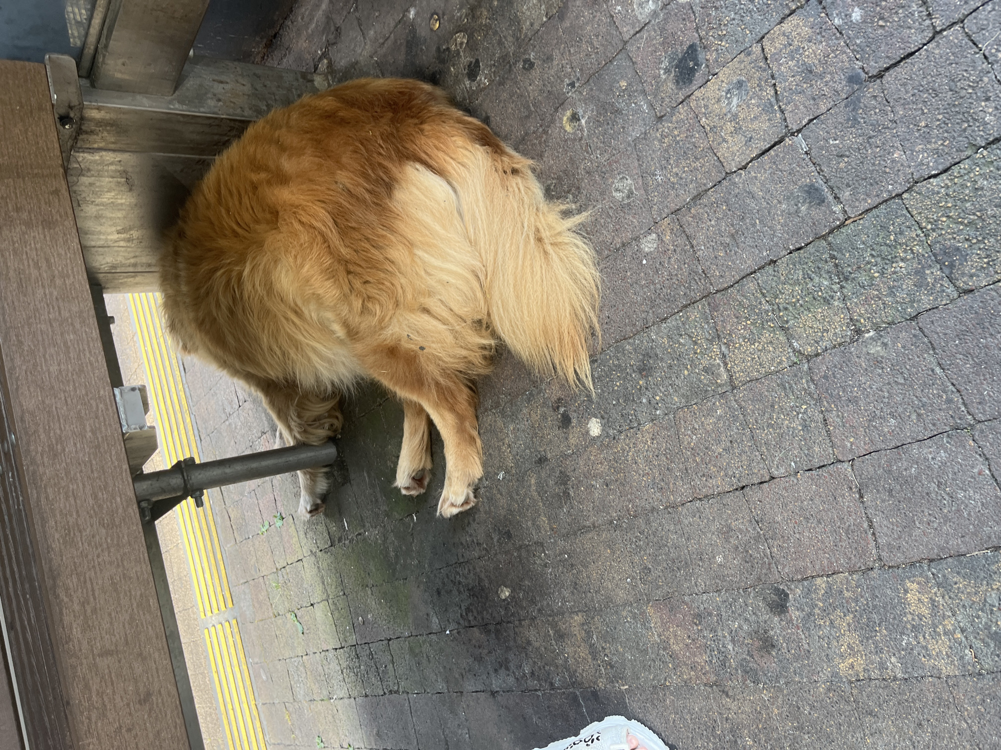 An adult golden retriever dog is lying on its side under a brown wooden bench. The dog is facing away from the camera, with its head and front paws concealed by the bench. Its hindquarters and tail are visible, and they are a light golden color. The dog is lying on a paved area made of interlocking grey bricks. Yellow tactile paving is visible behind the bench. The environment appears to be an outdoor public space, possibly a train station or bus stop, given the presence of the bench and tactile paving. The overall lighting suggests it is daytime. No people are visible in the image. The location is identified as Sochi, Russia.