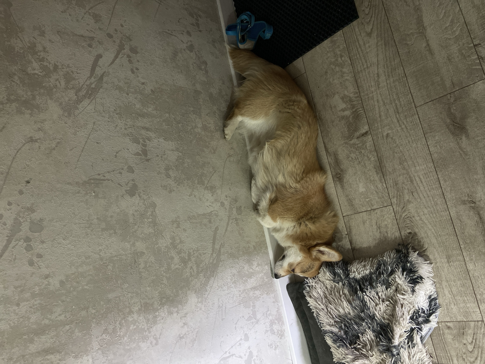 A tan and white corgi dog lies sleeping on the floor, positioned between a gray-and-white shag rug and the wall. The floor consists of gray wood-look planks on one side and a textured gray surface on the other. Near the dog's tail, a pair of blue sandals rests next to a black doormat. The location is indoors, presumably in a residential space. The city of Chaikovsky, Russia, is not identifiable within the visual information of this image.