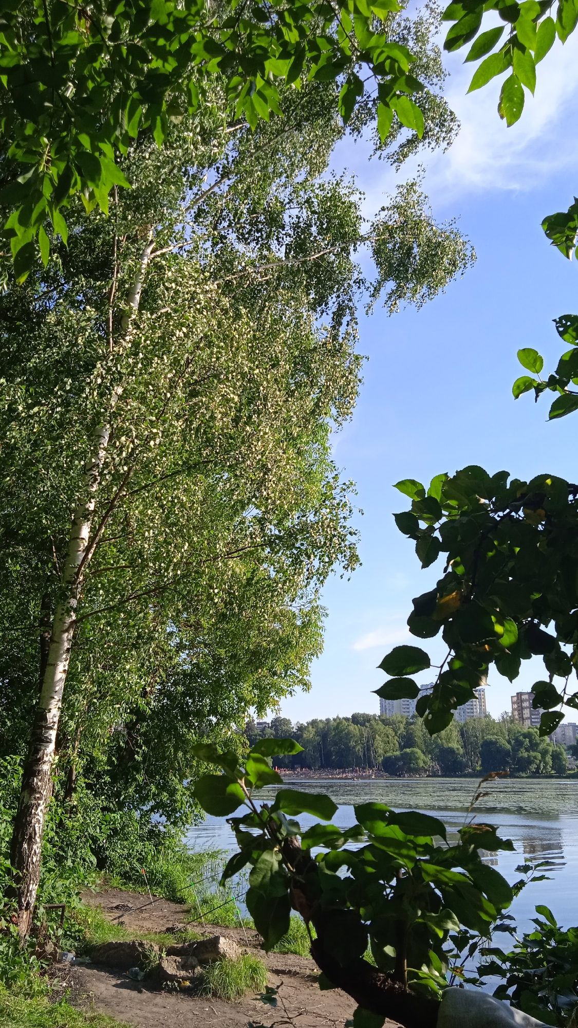 This is a photograph taken from the bank of the Klyazma Reservoir in Dolgoprudny, Russia. The foreground is dominated by the dense green foliage of trees, with a prominent birch tree on the left side of the frame, characterized by its white, peeling bark. The ground in the foreground appears to be a dirt path with some sparse vegetation and rocks.
In the mid-ground, a calm body of water, the Klyazma Reservoir, stretches across the frame. The surface of the water reflects the blue sky and the surrounding greenery. Across the reservoir, a distant treeline is visible, with several multi-story buildings peeking through the trees, indicating an urban or suburban environment. On the far bank, a number of people can be seen gathered, some appearing to be sunbathing or relaxing near the water.
The sky is a clear, bright blue with a few wispy white clouds. The overall impression is one of a sunny day in a natural setting within a populated area. The image captures a peaceful, summery scene, possibly a recreational spot for locals.