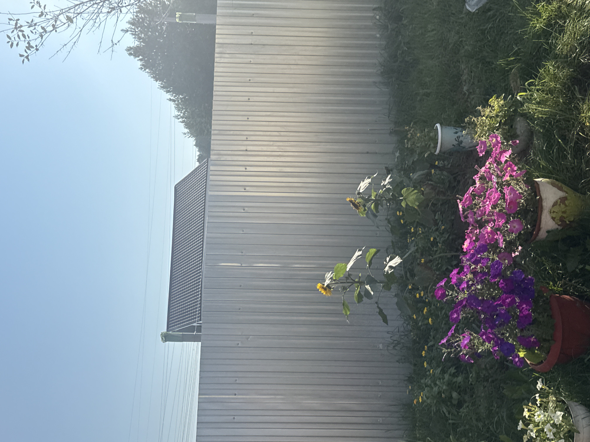The image shows a sunny outdoor scene with a corrugated metal fence as the backdrop. In the foreground, there are several potted plants. A large pot on the left contains white flowers, and a red pot to its right is filled with vibrant purple petunias. Another pot with pink flowers is situated to the right of the purple petunias. Behind the potted flowers, two sunflowers are visible, one in full bloom and the other with a wilting head. Smaller yellow flowers dot the grassy area in the background, and a decorative blue and white pot is placed near the sunflowers. The top of a residential building with a dark, textured roof is visible above the fence, and power lines stretch across the clear blue sky. A bare-branched tree is silhouetted against the sky on the far right. The overall impression is of a well-tended garden area. The scene is located in Chaikovsky, Russia.