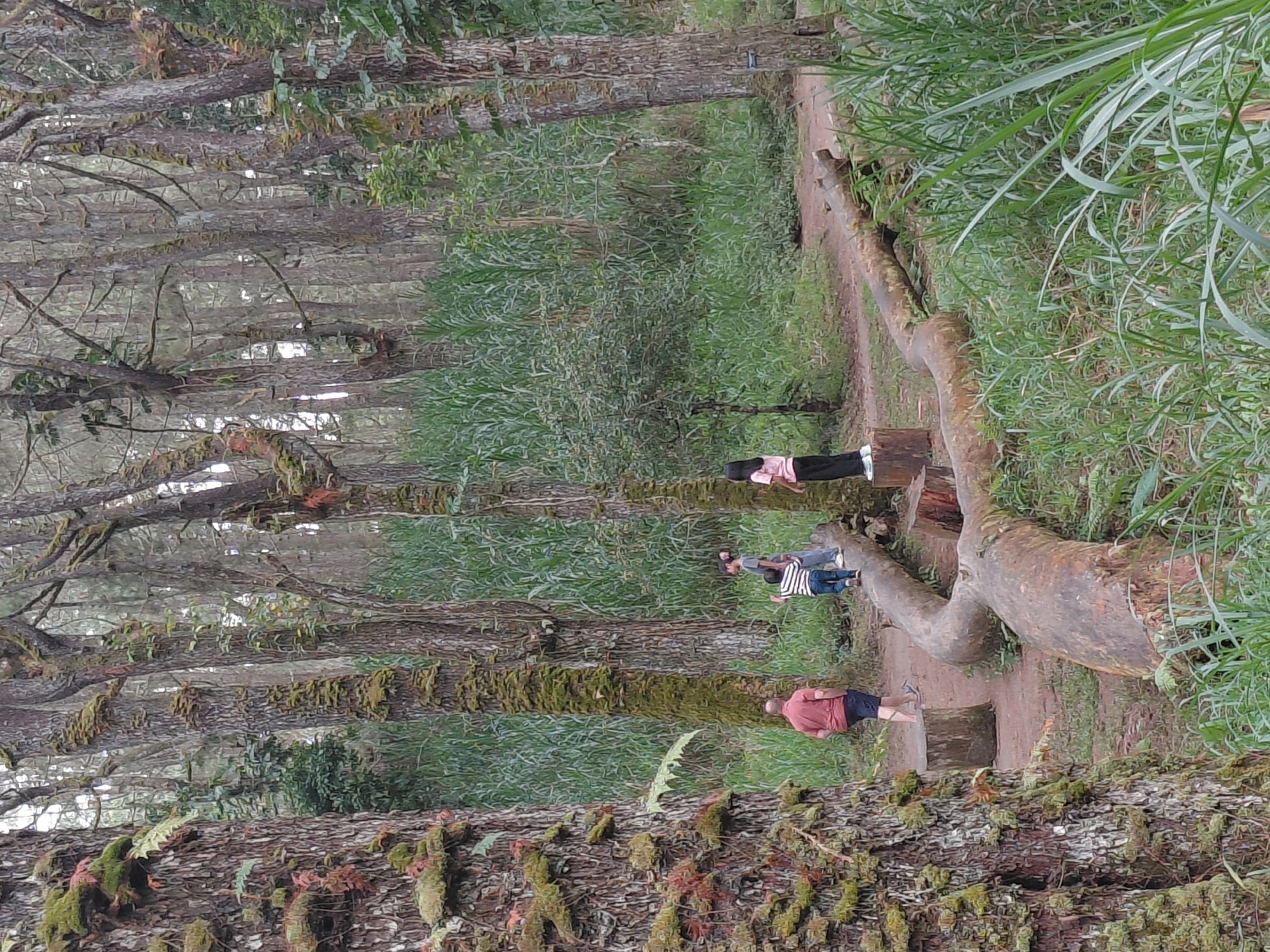 In Kintamani, Indonesia, a scene unfolds in a forest with tall, moss-covered trees. A large, fallen log spans a dirt path, serving as a makeshift bridge. On the log, three individuals are visible: a child in a striped shirt and jeans, another child in a grey outfit, and a person in a pink shirt and black pants. To the left of the path, a man in a red shirt and dark shorts walks away from the log. The surrounding environment is dense with vegetation, including tall grasses and smaller bushes, with a backdrop of more trees. The lighting suggests an overcast day.