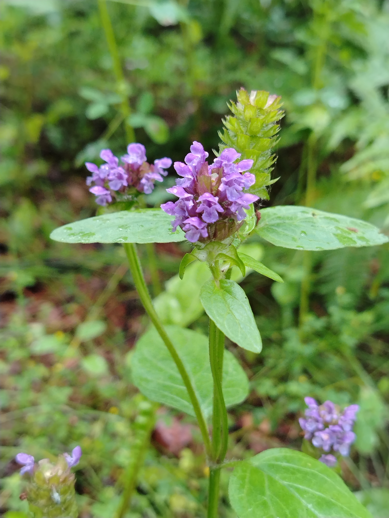 A close-up, eye-level shot focuses on a cluster of small, purple flowers with green leaves and stems. The flowers are delicate and appear to have water droplets on them, suggesting recent rain. The foreground and midground are sharp, highlighting the texture and color of the plant. In the background, the scene is softly blurred, showing a natural outdoor environment with more greenery, hinting at a woodland or meadow setting. The overall impression is one of natural beauty, with the focus on the intricate details of the flowering plant. The lighting is soft, suggesting it may be an overcast day or that the photo was taken in shade. There is no visible text in the image. The location is Noviy, Russia.