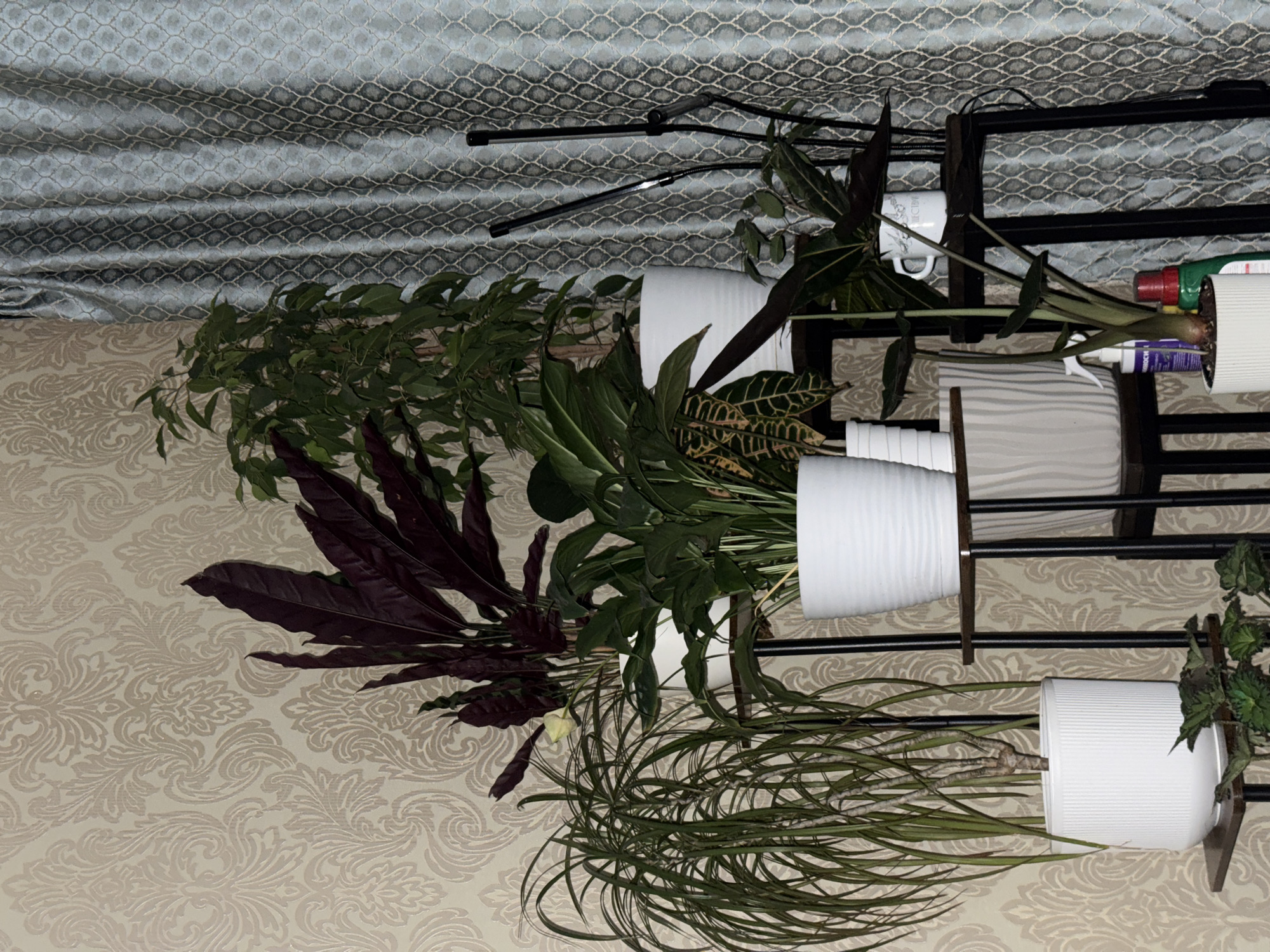 An indoor arrangement of houseplants is displayed against a wall with patterned wallpaper and a patterned curtain. The plants are in various white pots, some placed on dark metal plant stands.
On the left, a tall plant with long, thin, drooping green leaves stands in a ribbed white pot on a low plant stand. Below it, a smaller plant with dark green leaves is visible.
In the center, a large plant with dark burgundy, pointed leaves stands in a white ribbed pot. To its right, a plant with broad green leaves and some yellow variegation is in a white ribbed pot. Behind these, a tall plant with numerous small green leaves on branching stems is in a white pot.
To the right, a plant with dark green, pointed leaves and some lighter green variegation is in a white pot. A white mug with text is placed on a shelf near this plant. Two black grow lights are positioned behind the plants, angled towards them.
The wall behind the plants has a light-colored damask pattern. The curtain on the right is a light blue-green with a repeating geometric pattern.
The image is lit, likely by artificial light, creating some shadows and highlighting the textures of the plants and decor. No people are present in the image. The scene appears to be a domestic interior.