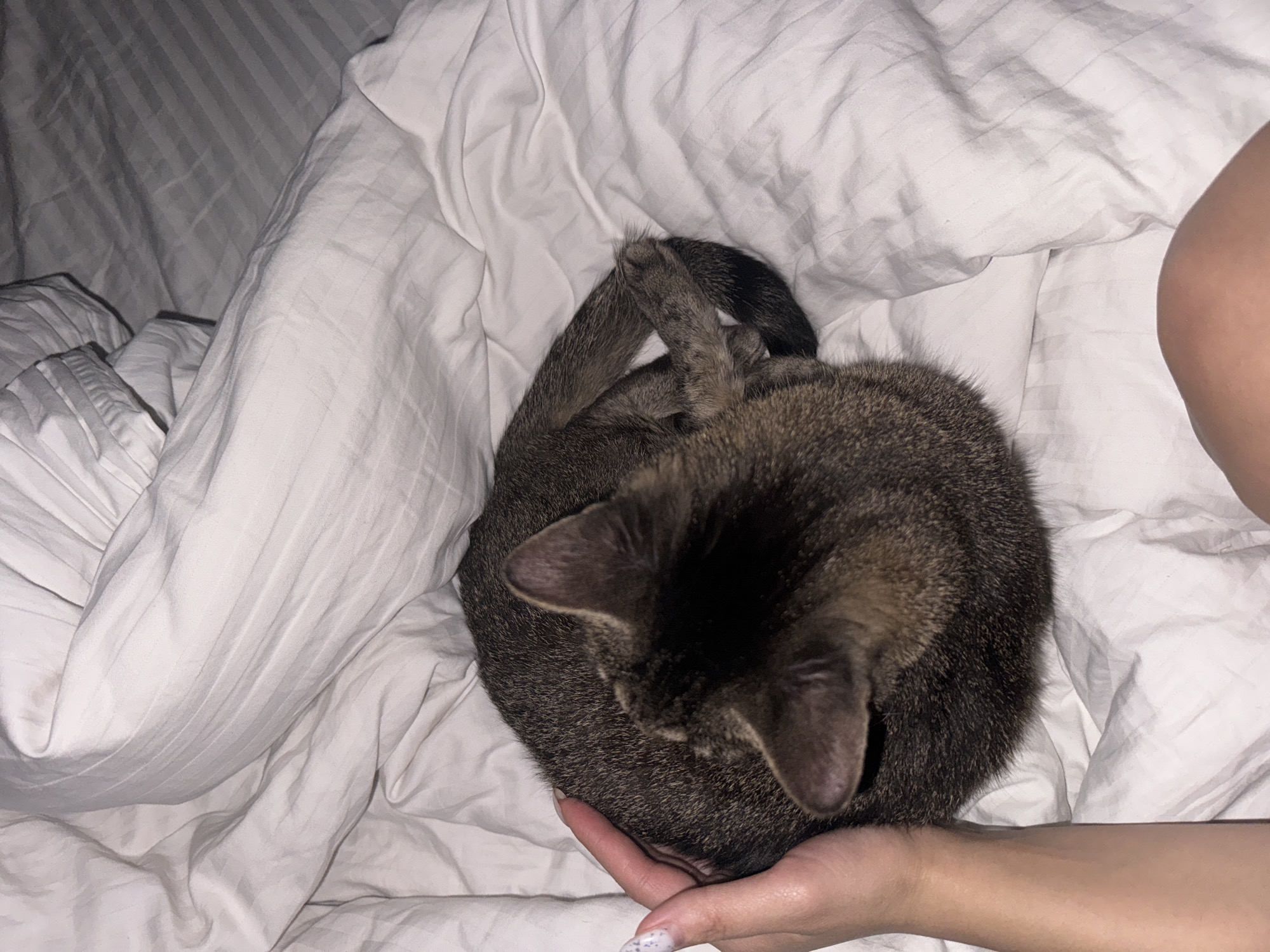 A curled-up tabby cat is resting on white bedding. A human hand is gently holding the cat. The location appears to be indoors, possibly a bedroom. No information suggests this is in Odintsovo, Russia.