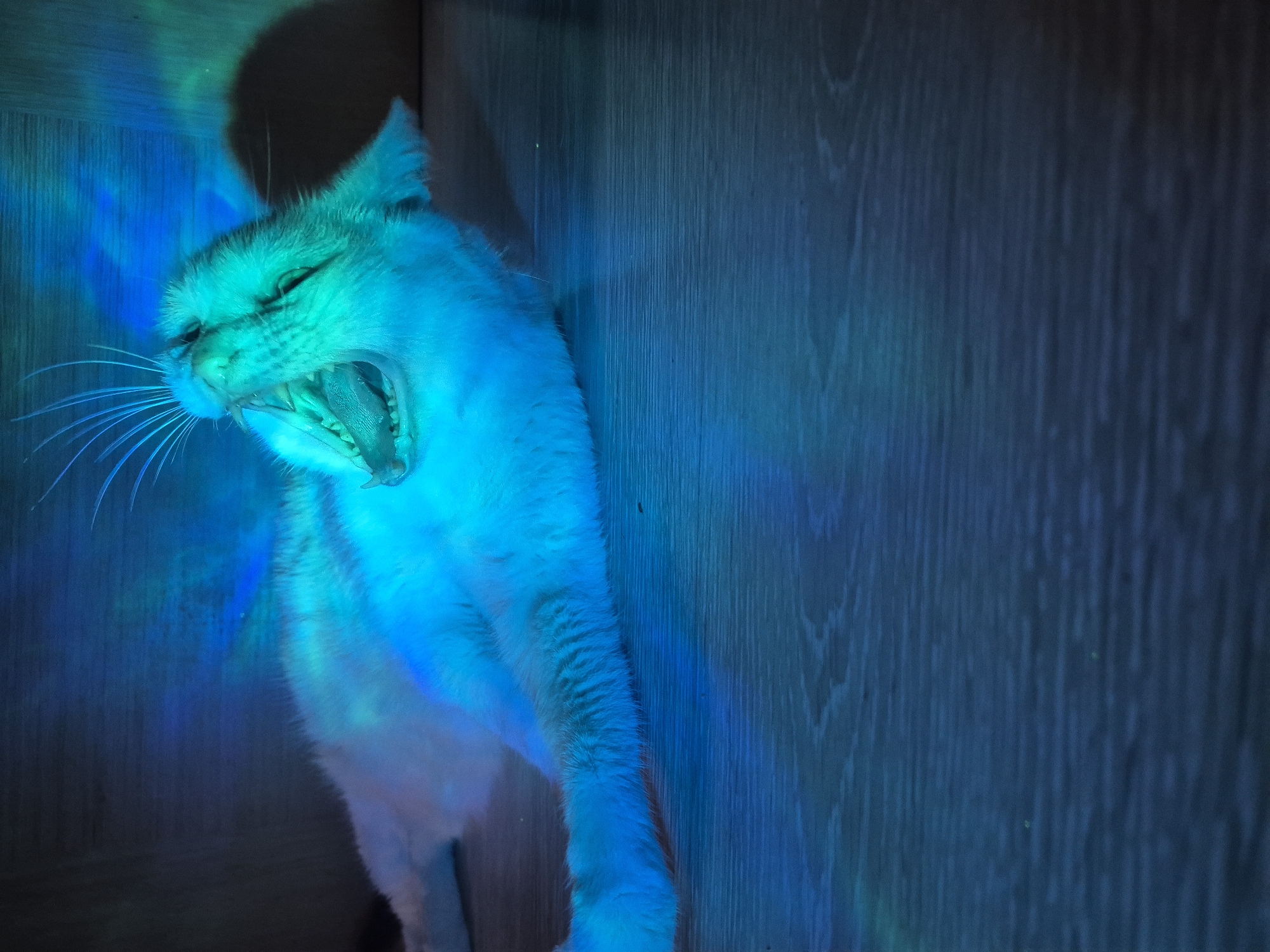 A cat is yawning with its mouth wide open and tongue visible. The cat is predominantly white with light grey markings and is illuminated by a vibrant blue and teal light that creates a dramatic effect. The light casts shadows and reflections on the wall behind the cat, which appears to be a wooden surface with a visible grain pattern. The cat's fur is brightly lit, highlighting its whiskers and the details within its open mouth. The overall mood is somewhat surreal and intense due to the strong, colored lighting. The image seems to be taken indoors, possibly at night given the dark shadows. There is no visible text in the image.