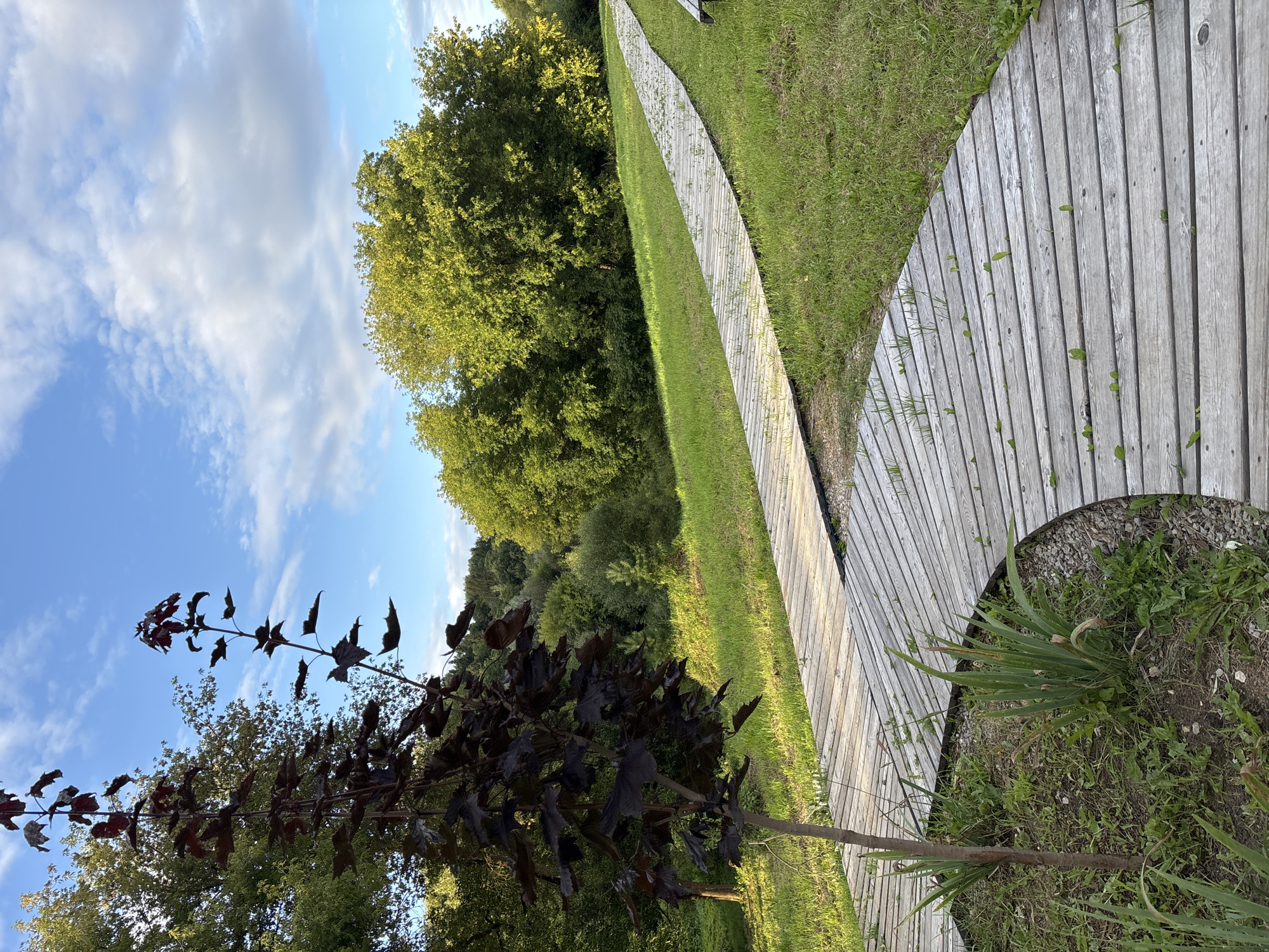 The image depicts a park scene with two wooden pathways winding through a grassy embankment. In the foreground, a young tree with dark red leaves stands to the left, next to a curved section of the pathway. The pathways are constructed from weathered wooden planks and have sparse green vegetation growing between them. The background features lush green trees and a bright blue sky with scattered white clouds, suggesting a pleasant outdoor environment. The location is identified as a park in Zvenigorod, Russia. No people or actions are visible in the image.