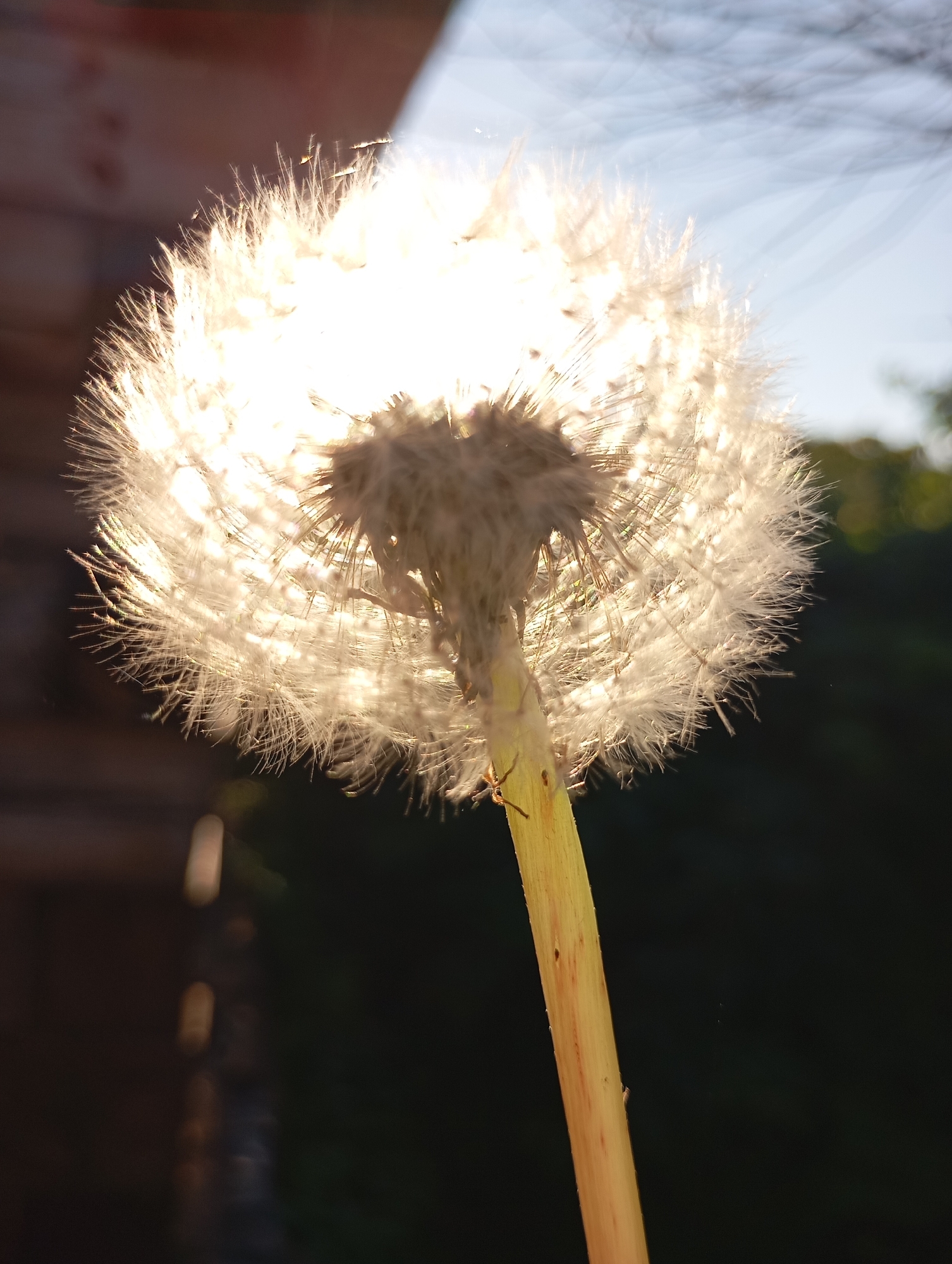 A close-up, low-angle shot captures a dandelion seed head backlit by the sun. The dandelion is positioned vertically, its fluffy seed head occupying the majority of the frame. Tiny, delicate seeds are visible radiating outwards, creating a luminous halo effect. A thin, yellow stem supports the seed head, with a small, dark insect visible on its surface. The background is a blur of dark foliage and a hint of a wooden structure at the top left, suggesting an outdoor, possibly natural, setting. The lighting creates a dramatic contrast, with the seed head brightly illuminated and the background in shadow.