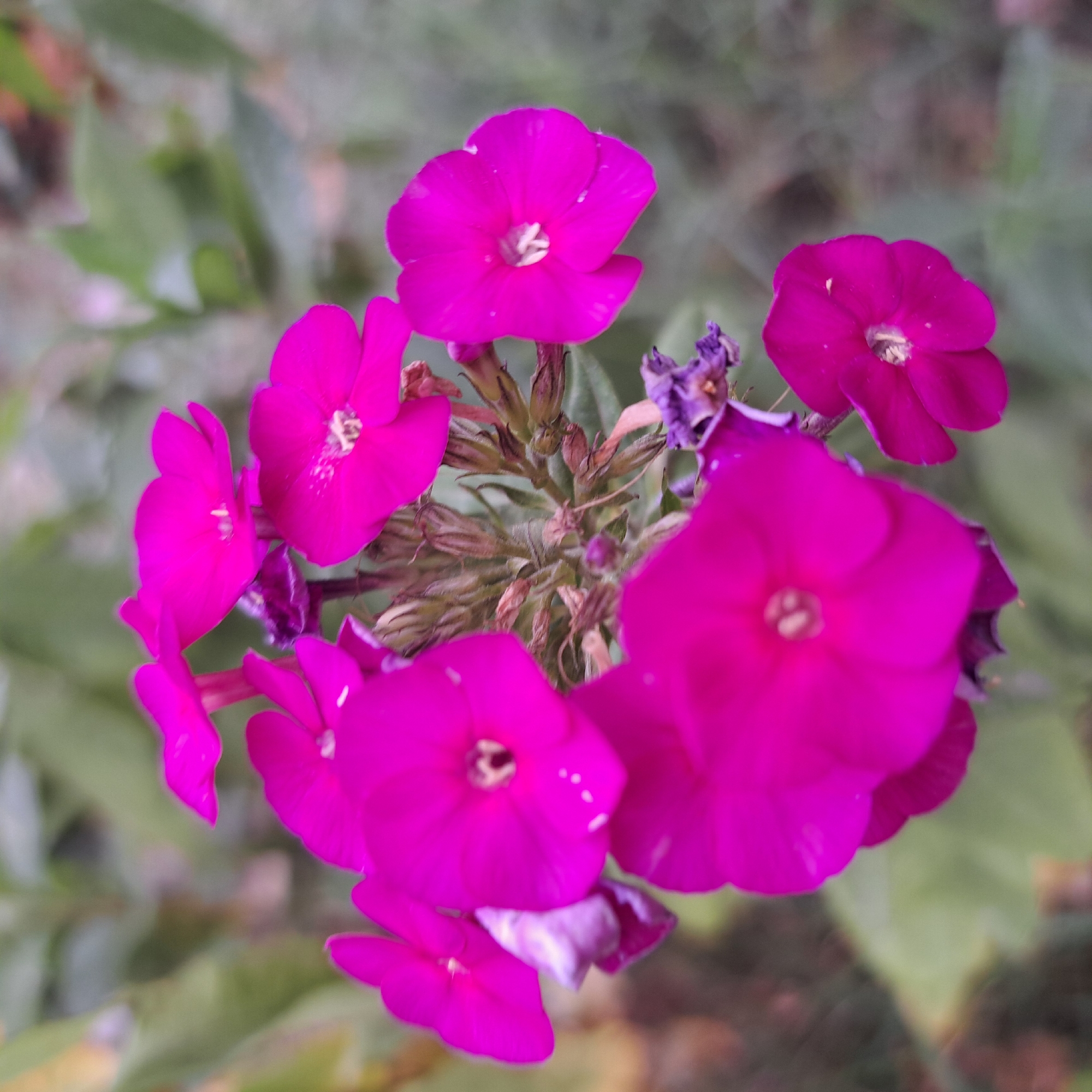A close-up, eye-level shot captures a cluster of vibrant magenta phlox flowers against a softly blurred green and gray background. The flowers, varying in their stage of bloom, exhibit five petals with a delicate, slightly ruffled edge. The centers of the open flowers reveal light-colored stamens. Some buds are visible, as are withered petals and dried flower stalks, indicating a natural, possibly overgrown garden setting. The overall lighting is soft, suggesting an overcast day or shaded area. The image does not contain any identifiable features of a specific city or any people.