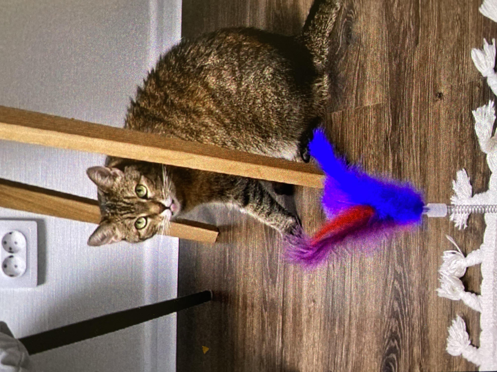A tan tabby cat is lying on a wooden shelf, looking down and to the left. The cat is partially obscured by the wooden shelf. The cat appears to be playing with a cat toy with purple and red feathers. The floor is wood grain. A wall is visible on the left side of the image with a double electrical outlet. A white, fringed macrame style object is on the right side of the image. The location is inside a residence; there is no indication of Saint Petersburg, Russia.