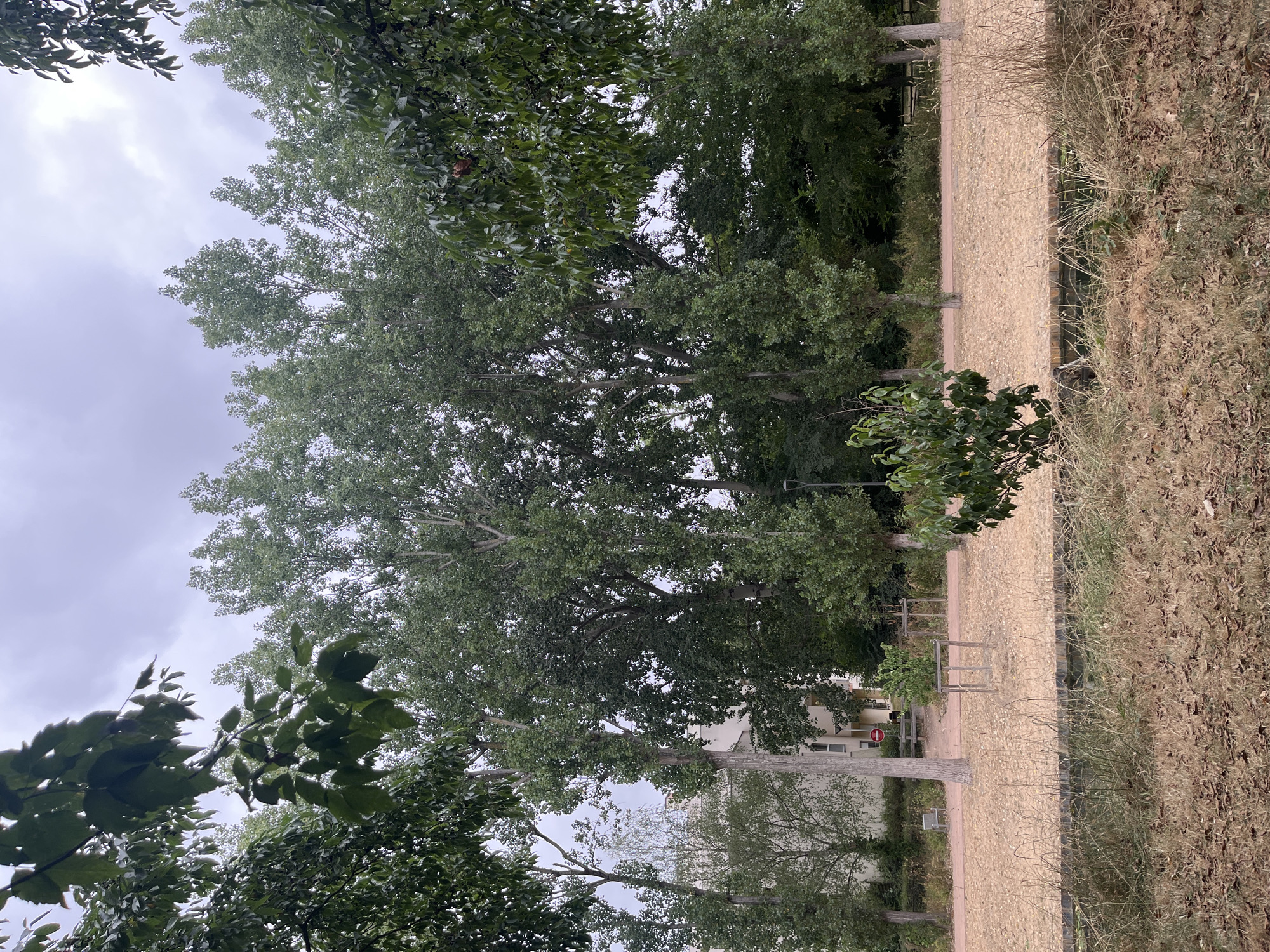 The image depicts a park in Aulnay-sous-Bois, France. The foreground features dry, brown grass and leaves, leading to a narrow body of water. Beyond this, a wide, sandy path runs horizontally across the midground, lined with benches and young trees. In the background, a row of tall, slender trees with dense green foliage dominates the scene. Behind the trees, a multi-story building with a light-colored facade is visible, suggesting an urban setting. The sky is overcast and cloudy. There are no people or animals clearly visible in the scene.