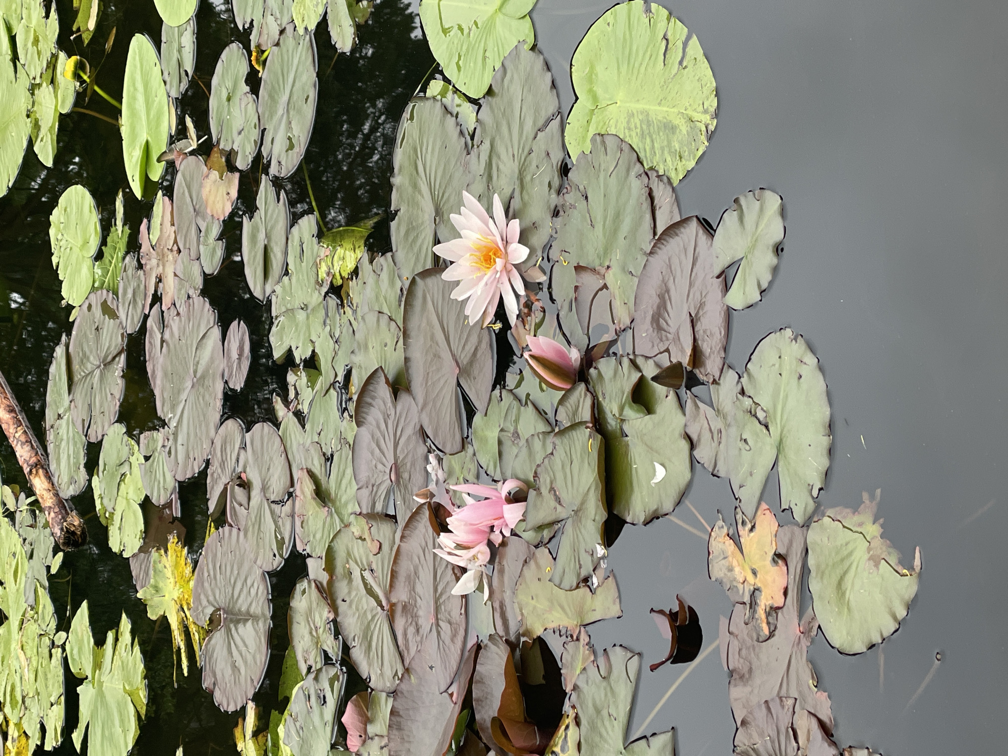This is a medium-shot, overhead photograph of a pond filled with lily pads and water lilies. The pond is dark, reflecting some of the surrounding foliage. The lily pads are varied in color, with some being a vibrant green and others a deep purple-brown. Many of the pads have a textured appearance, with some showing signs of wear and tear.
There are two prominent water lilies in bloom. One is a pale pink with a yellow center, while the other is a lighter pink and appears to be partially closed. There is also a pink lily bud visible. Scattered among the lily pads are a few fallen leaves, some of which are yellow and brown, suggesting the season might be late summer or early autumn. A small, light-colored twig is also visible on the left side of the frame, partially submerged in the water.
The overall scene is tranquil and natural. The water is still, and the light suggests it is daytime, possibly late afternoon given the soft lighting. The location context provided is Sosnoviy Bor, Russia, which implies a natural outdoor setting, likely a park or garden pond. There is no visible text in the image.