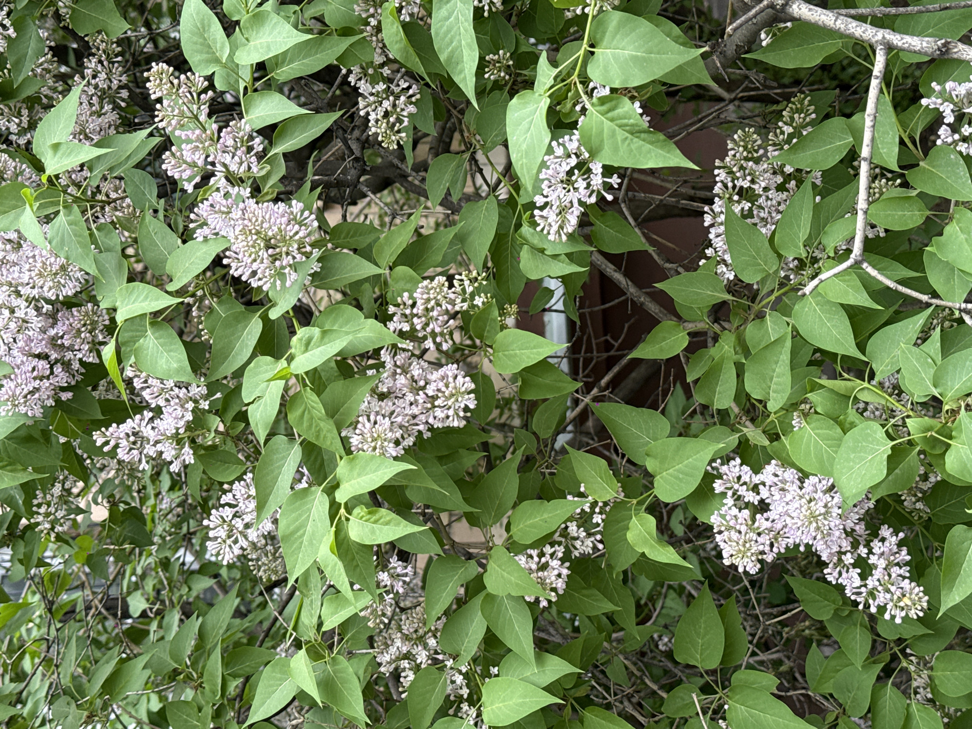 The image shows a cluster of lilac bushes in full bloom. The flowers are pale purple and clustered together, surrounded by green leaves. Bare branches are visible behind the foliage. Based on the prompt's instructions, the location is likely Moscow, Russia. No people or animals are visible.