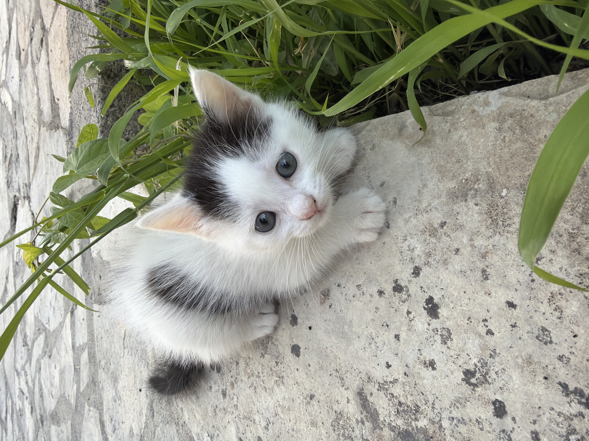 A small, fluffy kitten is the central subject of this close-up, high-angle shot, taken outdoors in Lastva Grbaljska, Montenegro. The kitten is predominantly white with distinct black patches, notably covering the top of its head, ears, and a portion of its back. It has striking light blue eyes, a tiny pink nose, and long white whiskers. Its small paws are visible, with one front paw slightly raised, suggesting curiosity or a playful posture.
The kitten is situated on a light-colored, textured stone or concrete surface that appears somewhat rough and speckled with darker gray or black spots. To the left and behind the kitten, there's lush green foliage, consisting of various grasses and leafy plants, some of which partially frame the kitten and extend into the foreground on the right.
The overall lighting suggests it is daytime, with bright natural light illuminating the scene. The kitten is looking directly upwards towards the camera with an innocent and curious expression. No specific activity beyond the kitten observing its surroundings is depicted. There is no visible text in the image.