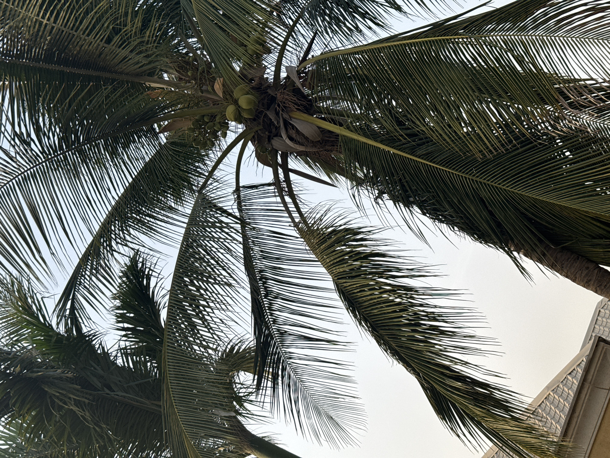 The image captures an upward perspective of two mature palm trees set against a bright, clear sky. The dense canopy of dark green palm fronds dominates the frame, with sunlight filtering through the leaves, creating varying shades of green.
Several clusters of young, green coconuts are visible near the crown of the central palm tree, nestled among the bases of the fronds and the fibrous trunk, indicating the tree is actively bearing fruit. The perspective is directly from below the trees, looking upwards towards the vast sky.
In the bottom right corner, a portion of a light-colored building is visible, including its tiled roof and upper wall, partially obscured by the palm fronds. This detail suggests an urban or developed setting. The sky is a uniform pale tone, characteristic of a bright day, possibly with the sun directly overhead or slightly diffused. No human activity or specific event is taking place, and no text is visible. The scene portrays a serene tropical or sub-tropical environment, consistent with the context of Abuja, Nigeria.