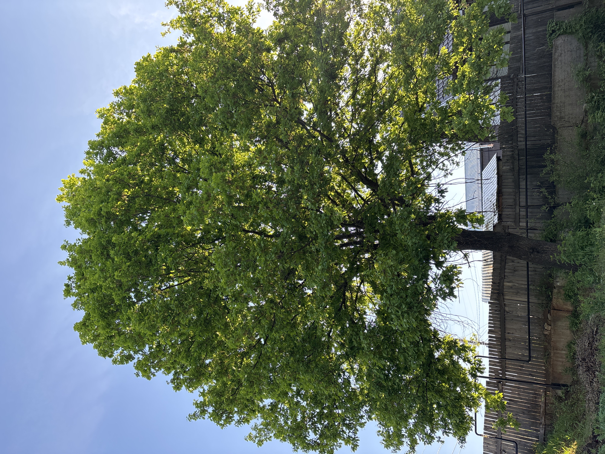 A large tree with dense green foliage fills most of the frame, obscuring a partially visible structure behind it. The structure appears to be a combination of wooden fencing and potentially a building with corrugated metal siding. The sky is a clear, light blue in the lower-left of the frame. The ground below the tree is not clearly visible. The location of this image is purportedly in Chaikovsky, Russia.