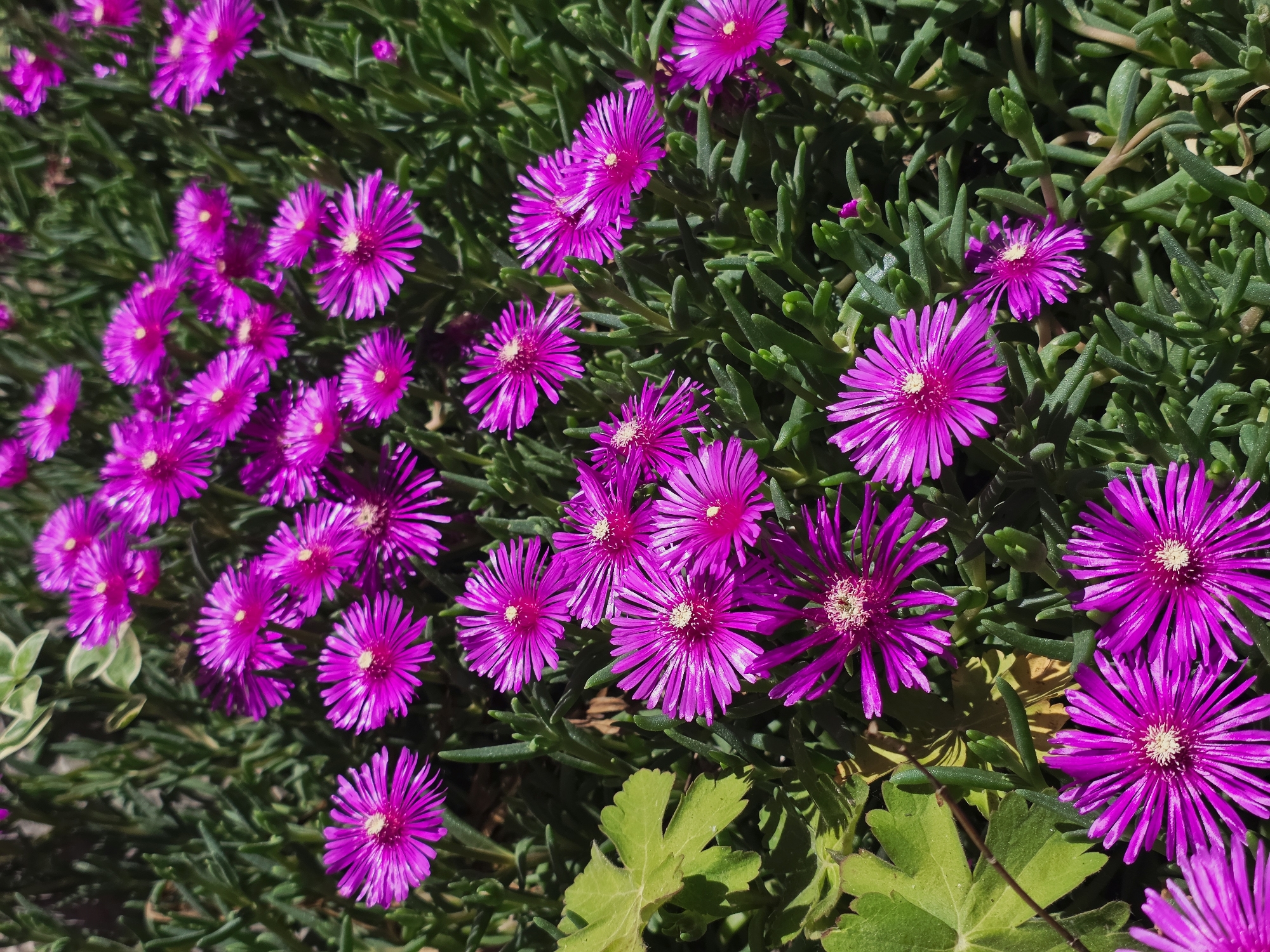 The image shows a dense patch of magenta-colored flowers with numerous slender petals radiating from a central white disk. The flowers are set against a backdrop of succulent, green, finger-like foliage. Some non-native ivy leaves are scattered throughout. The scene appears to be in an outdoor setting, likely a garden or public green space. There is no indication that this is located in Varna, Bulgaria.