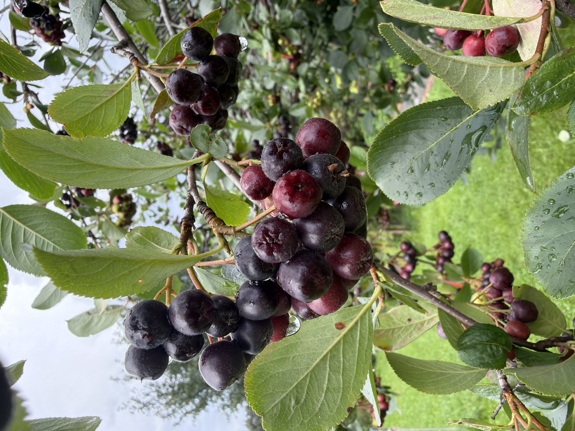 A cluster of dark purple berries, likely aronia, hangs from a branch, glistening with water droplets. The berries are a deep, rich color, and some are tinged with red. They are clustered together, with several leaves surrounding them, some of which also show water droplets. The background is a blur of green foliage, suggesting an outdoor setting. The lighting is overcast, which is typical for Yekaterinburg, Russia, especially in the autumn months when aronia berries ripen. The image appears to have been taken on a cloudy day, possibly after a rain shower. There are no people or animals visible in the image.