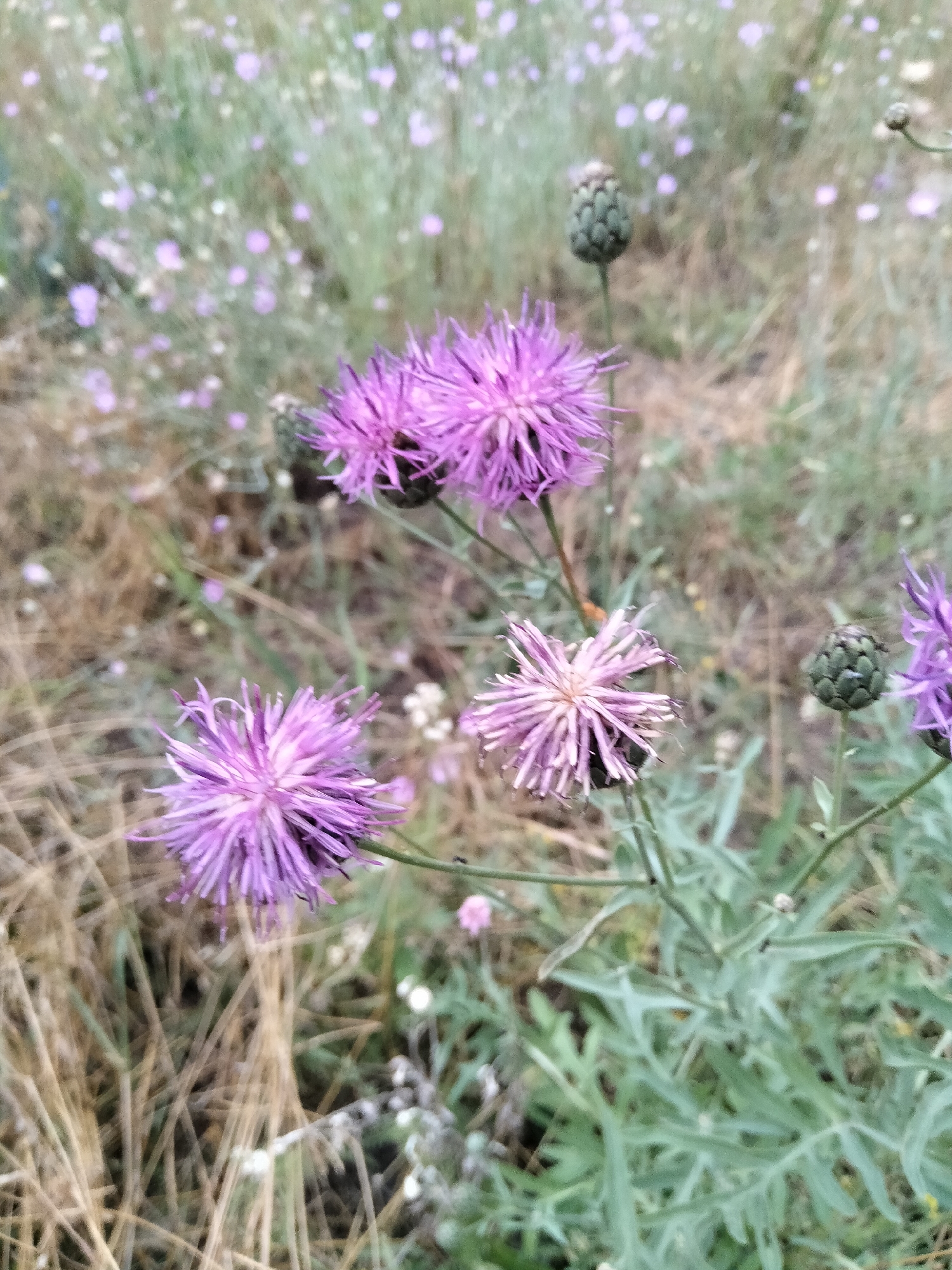 The image depicts a close-up view of a patch of wild vegetation, likely in a field or meadow. In the foreground, several purple thistle-like flowers are in bloom, with spiky petals and prominent seed heads. One flower in the lower left is particularly detailed, showing its delicate structure against a background of dry, straw-colored grass. To the right and slightly behind this, another flower exhibits a lighter shade of purple and a more open bloom. Further back, a closed bud is visible on a stem, along with a partially obscured purple flower. The background is a soft blur of green foliage and small, pale purple flowers, suggesting a natural, untamed environment. The lighting appears natural, possibly overcast or taken during the softer light of early morning or late afternoon. No people or man-made structures are visible in this scene. The image does not provide any information that would allow for specific identification of its location within Ananiv, Ukraine.