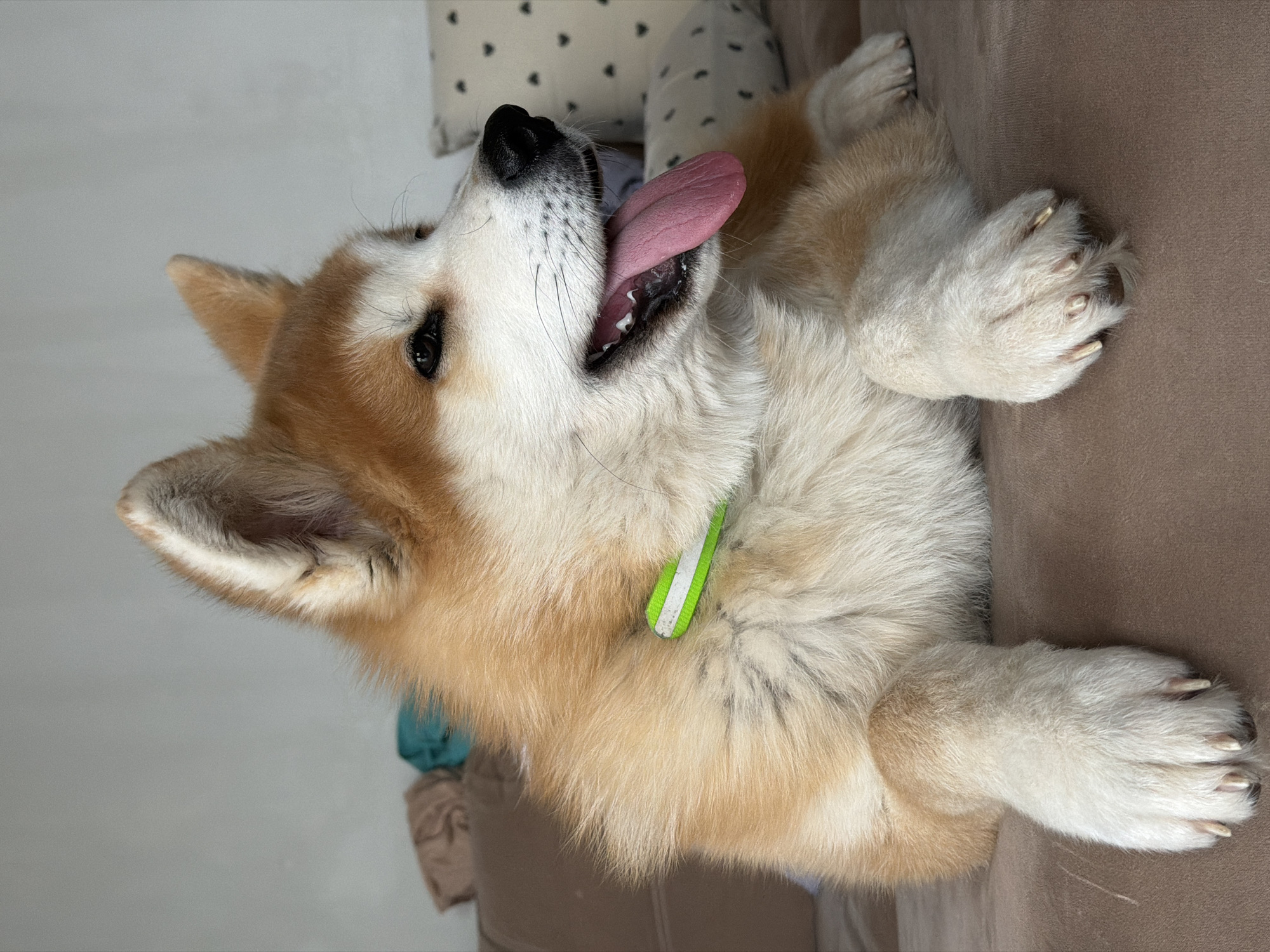 A close-up, medium shot depicts a light brown and white Shiba Inu dog lying on its back on a tan-colored sofa. The dog has its mouth open and tongue lolling out. It has a green and white collar. The background includes a pillow with a small black heart pattern. The location is Chaikovsky, Russia.