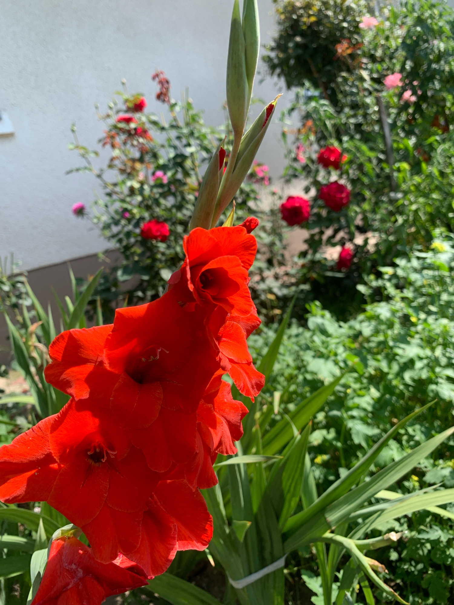A close-up, low-angle outdoor shot features a vibrant red gladiolus flower in the foreground. The flower's petals are richly textured, with visible veins and a slight ruffled edge. Several unopened buds are visible on the stem, some tipped with red. The gladiolus leaves are long, sword-shaped, and a deep green, with some appearing slightly lighter green from sunlight.
Behind the gladiolus, a garden scene unfolds. A white wall with a faint horizontal line is visible to the left, suggesting a building. Further back and to the left, a cluster of pink and red roses is in bloom, their petals soft and delicate. To the right, a dense green bush with smaller, scattered pink and red flowers fills the background. The overall impression is that of a sunny day in a well-tended garden.
While the image was taken in Kolomyia, Ukraine, no specific landmarks or distinguishing features of that city are identifiable within the frame. The scene depicts a common garden setting, not tied to any particular urban area.