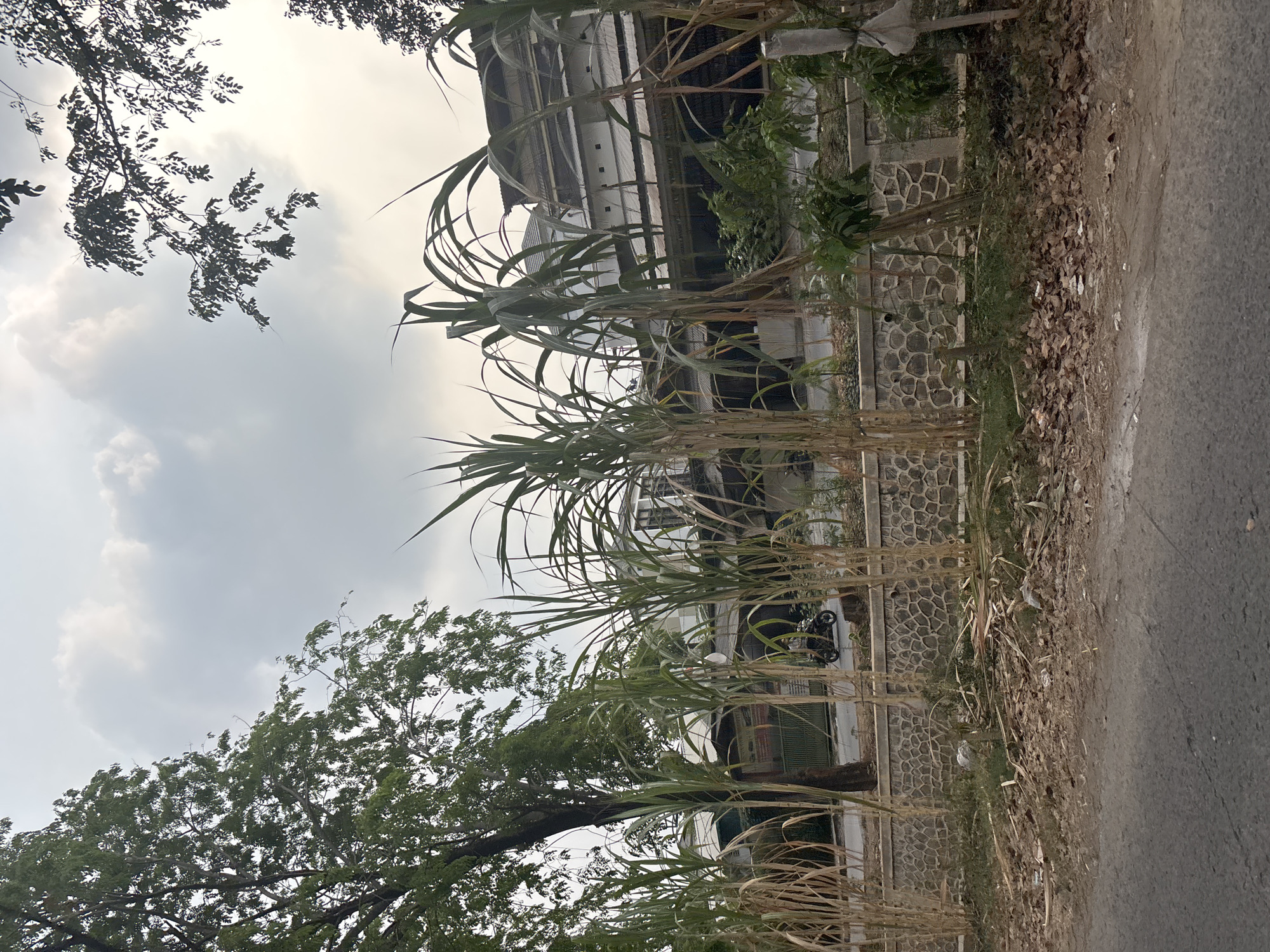 A low-angle outdoor, full shot captures a street scene in Bekasi, Indonesia. In the foreground, the asphalt road takes up the bottom portion of the frame. Beyond the road, a dry, leaf-strewn embankment leads to a low stone wall. Tall, thin stalks of what appear to be sugarcane stand along the wall, some brown and dry, others green. Behind the sugarcane, a street is visible with a single motorcycle driving on it. Beyond the street is a building with a grey tiled roof and white walls, partially obscured by the sugarcane. The sky is overcast and grey. The overall scene appears to be slightly dusty and arid.