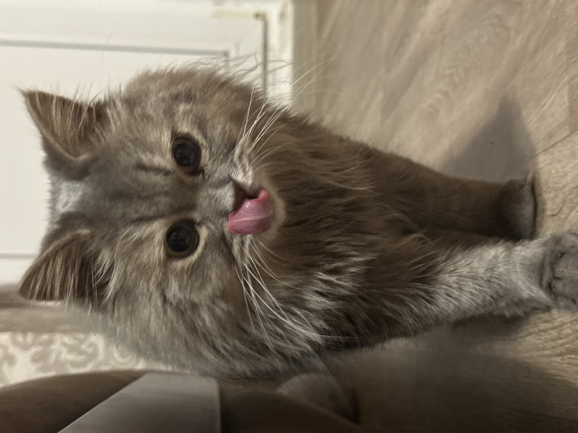 A close-up, eye-level shot captures a fluffy, grey cat with its tongue sticking out and touching its nose as it walks towards the camera. The cat has large, dark eyes and long white whiskers. It is positioned on a light brown wooden floor, with a blurred background showing a wall with a patterned wallpaper and a white door. The image appears to be taken indoors. The location is not discernible from the image, and therefore cannot be stated as Luhansk, Ukraine.