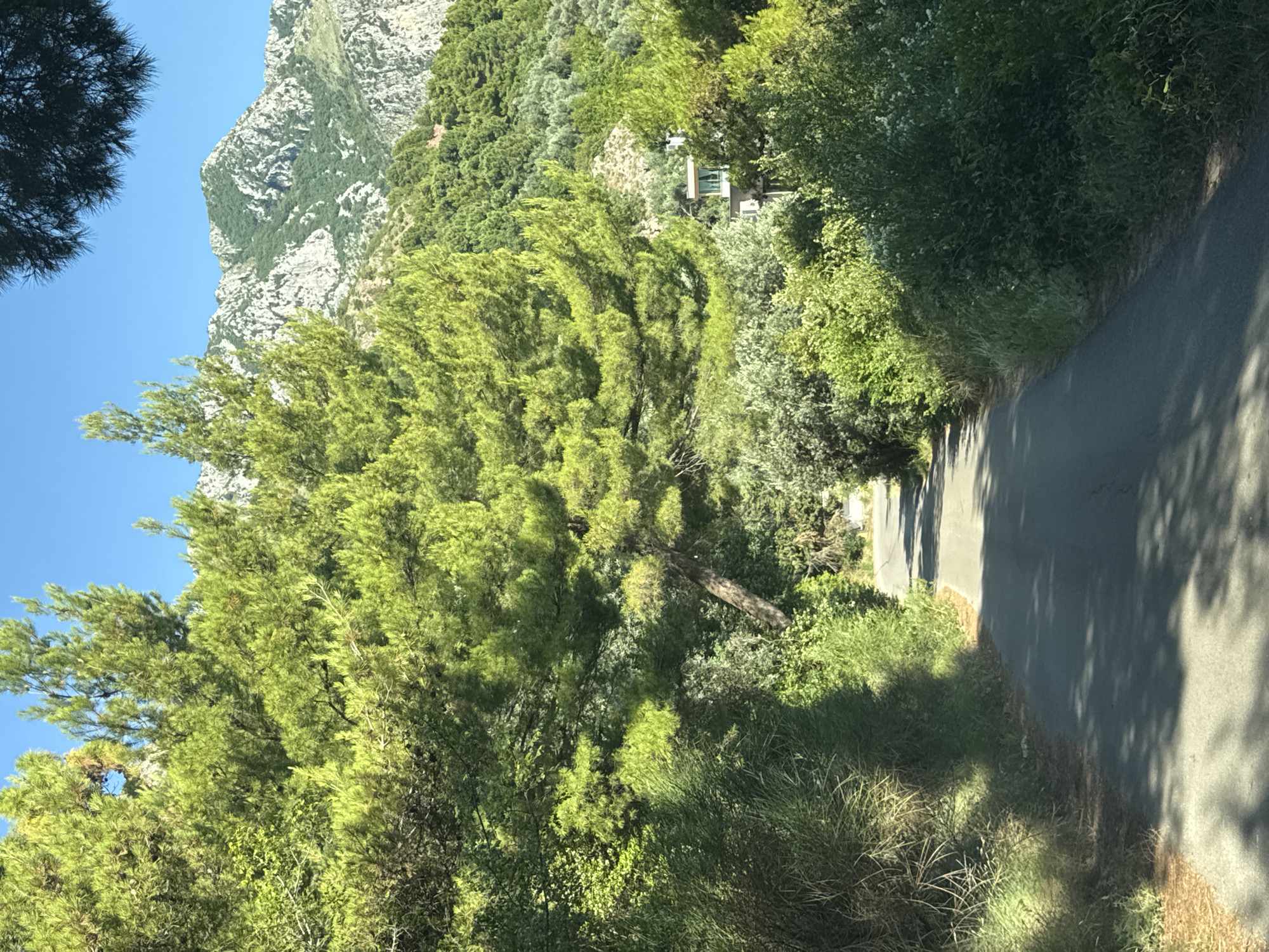 A paved road winds through a densely vegetated area with large evergreen trees. In the background, a rugged mountain range with sparse vegetation and rocky outcrops is visible under a clear blue sky. A building with glass windows can be seen nestled among the trees on the right side of the road. The scene appears to be a rural or semi-rural landscape, likely on the outskirts of Sveti Stefan, Montenegro, given the characteristic Mediterranean vegetation and mountainous terrain. The image is taken from a slightly elevated perspective, suggesting the viewer is on or near the road. There are no people visible in the image.