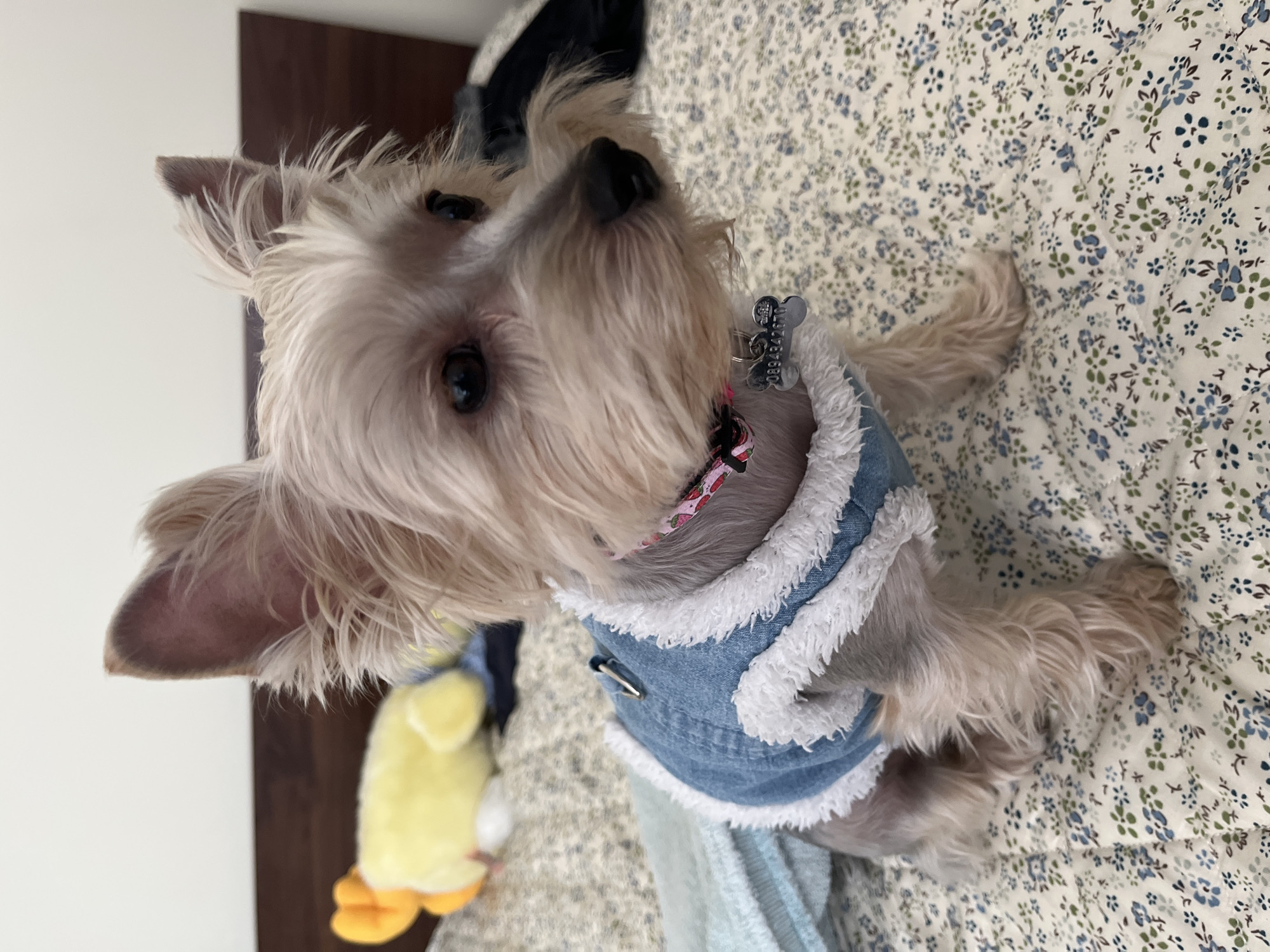 A small, light-colored dog, likely a Yorkshire Terrier, sits on a bed covered with a floral-patterned blanket. The dog is wearing a denim-like vest with white fluffy trim. A pink collar with a strawberry pattern is visible around its neck, along with a bone-shaped dog tag. To the left and slightly out of focus is a yellow stuffed toy. The background shows a headboard and a white wall, suggesting an indoor setting. The scene does not provide any information that would allow for its location in the city of Plovdiv, Bulgaria.