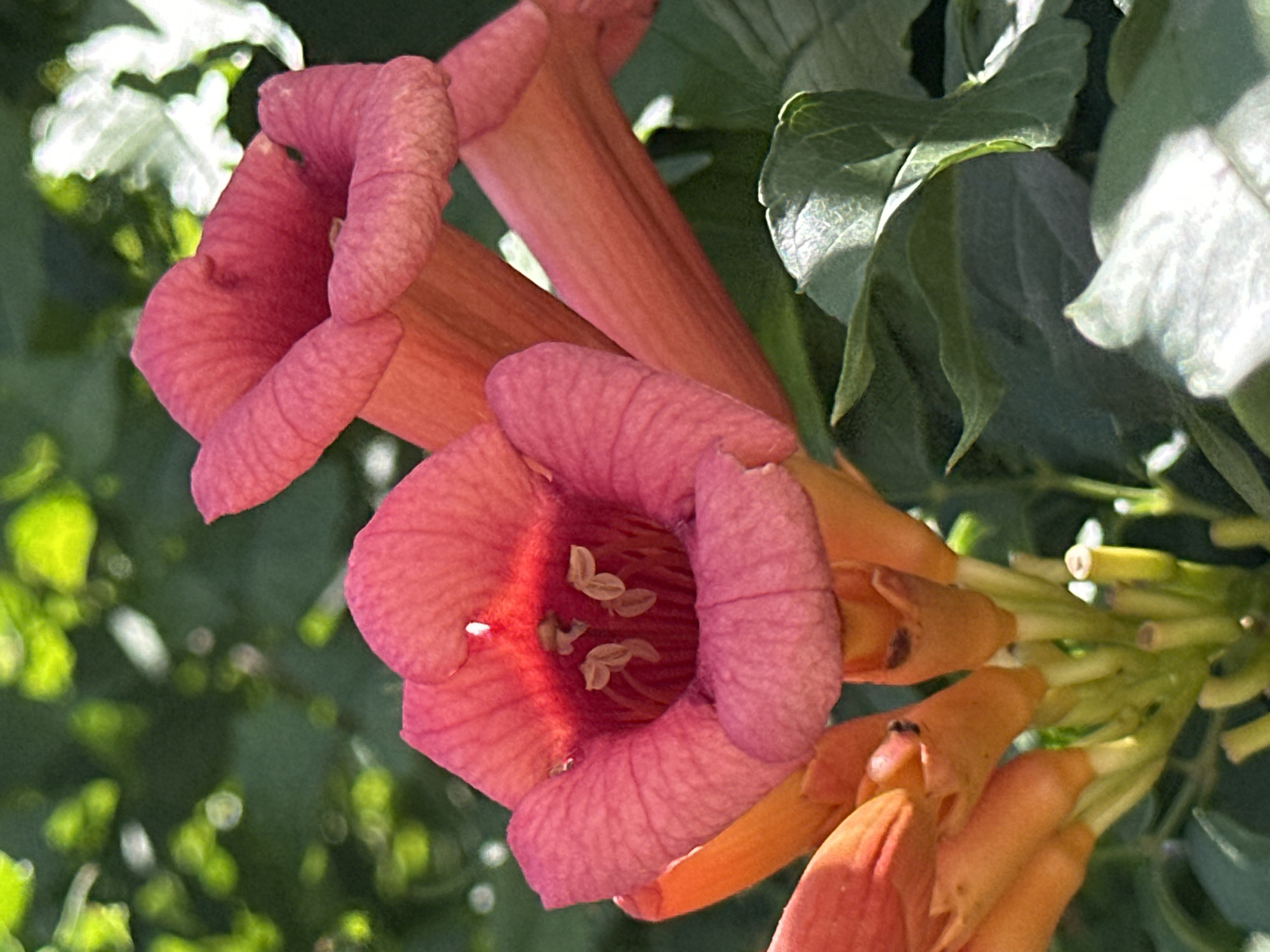 The image displays a close-up view of several trumpet-shaped flowers with vibrant pink and orange hues. The flowers are clustered together on green stems, with a dark green leafy background. Sunlight illuminates the scene, creating highlights on the petals and leaves. The focal point is the interior of one of the pink flowers, revealing delicate stamens. The setting is a natural environment, likely a garden or park. The image was taken in the city of Zhovte, Ukraine.