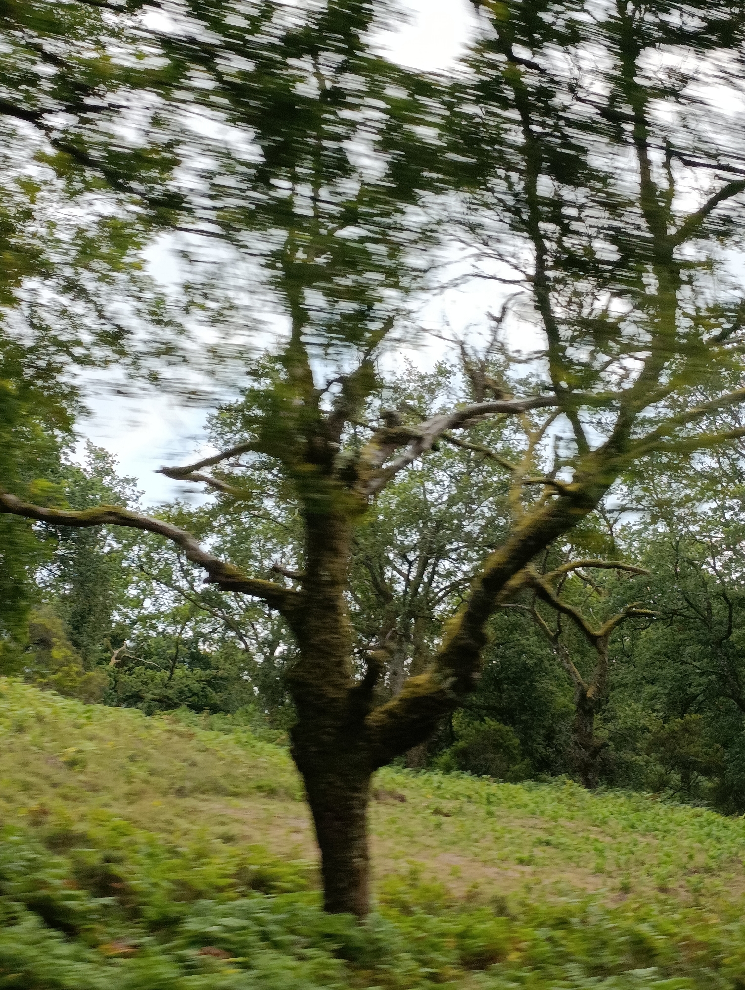 The image captures a blurred view of a natural landscape, likely taken from a moving vehicle. In the foreground, a gnarled tree trunk, covered in green moss, is prominently featured, with its branches extending upwards and outwards. The background consists of lush green vegetation, including ferns and trees, suggesting a rural or forested area. The sky above is overcast with blurred white and grey clouds. The motion blur indicates that the photograph was taken while the camera was in transit, creating streaks of light and color that give the scene a dynamic, impressionistic quality. This scene is characteristic of the Peneda-Gerês National Park, which is located within the municipality of Terras de Bouro, Portugal, a region known for its rugged natural beauty and abundant greenery.