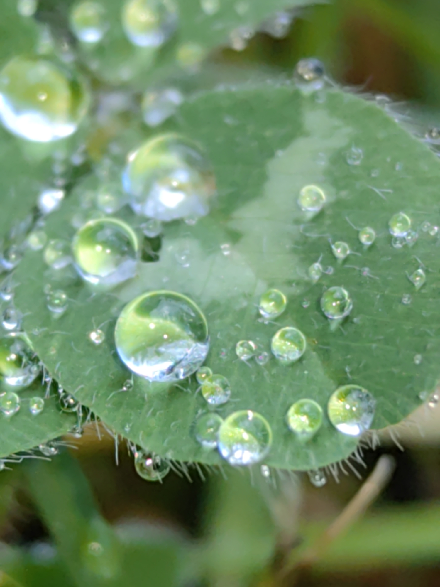 A close-up photograph depicts a three-leaf clover covered in dewdrops. The leaves are a vibrant green, and the water droplets vary in size, with several prominent, larger drops refracting the surrounding environment. The edges of the clover leaf are lined with fine hairs. The background is blurred, suggesting shallow depth of field. The location is unknown, and cannot be determined from the image. The city of Slatina, Bulgaria, cannot be confirmed from the provided information.