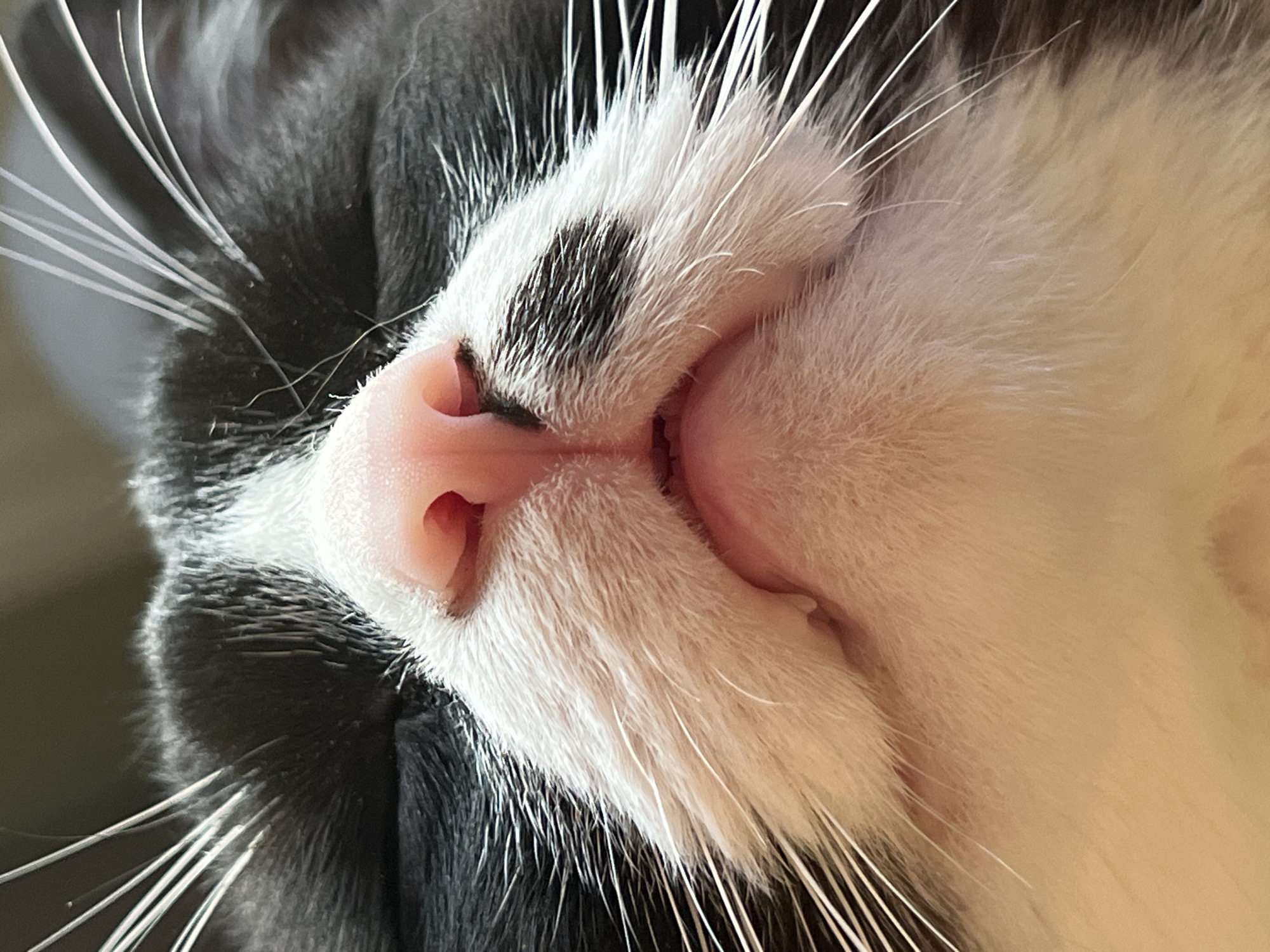 A close-up, low-angle shot focuses on the face of a black and white cat that appears to be sleeping. The cat's eyes are closed, and its pink nose is prominent in the center of the frame. Long white whiskers extend outward from its muzzle. The cat's fur is visible in shades of black and white, with a distinct black patch above its nose. The background is softly blurred, suggesting a shallow depth of field. There is no indication of the city of Noviy, Russia in this image.
