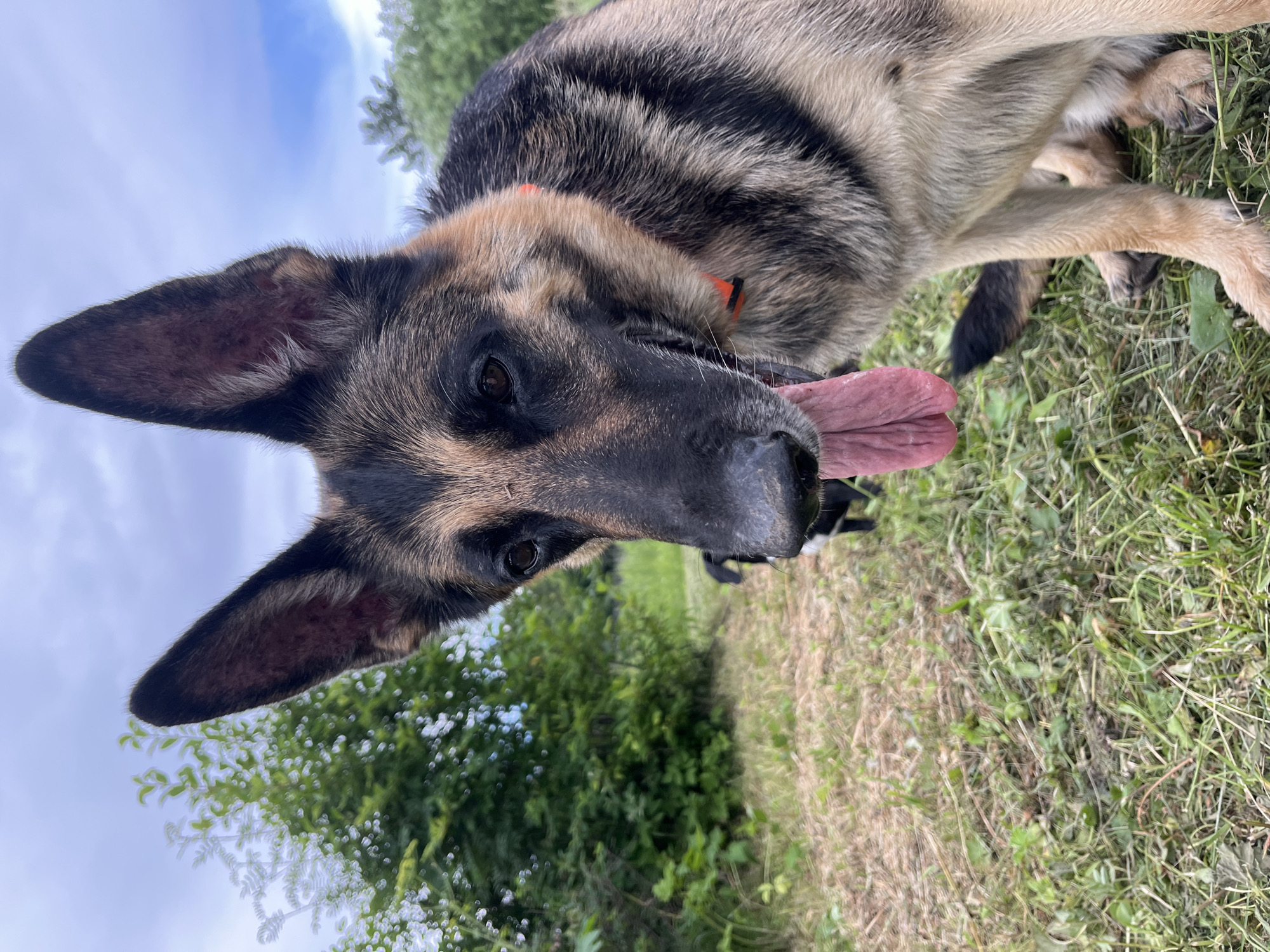 A German Shepherd with its tongue hanging out is in the foreground, looking down and to the left. The dog is wearing an orange collar. In the background, a smaller black dog is partially visible, and trees and foliage are present. The ground is covered in grass and some dry leaves. The sky above is cloudy with patches of blue. The scene appears to be an outdoor setting, possibly a park or a field. There is no identifiable information within the image to suggest it is located in Nizhny Tagil, Russia.