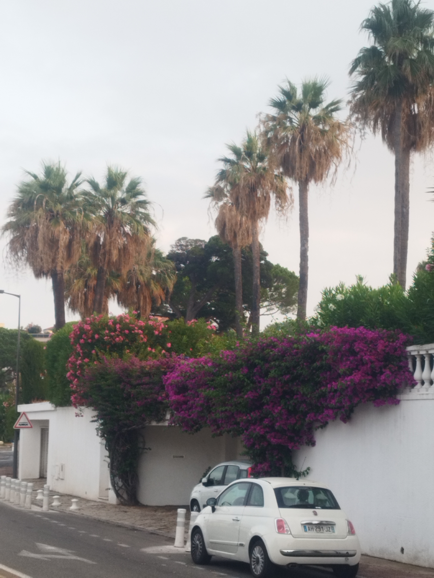This is a photograph taken from a street in Antibes, France, featuring a white wall with vibrant purple bougainvillea cascading over it. Several palm trees are visible behind the wall. A white Fiat 500 car is parked on the right side of the street, with its rear facing the camera. Another white car, partially obscured, is parked to the left of the Fiat. A small, triangular traffic sign with red and yellow markings is attached to a pole on the left side of the image, near a narrow entranceway. The sky is overcast.