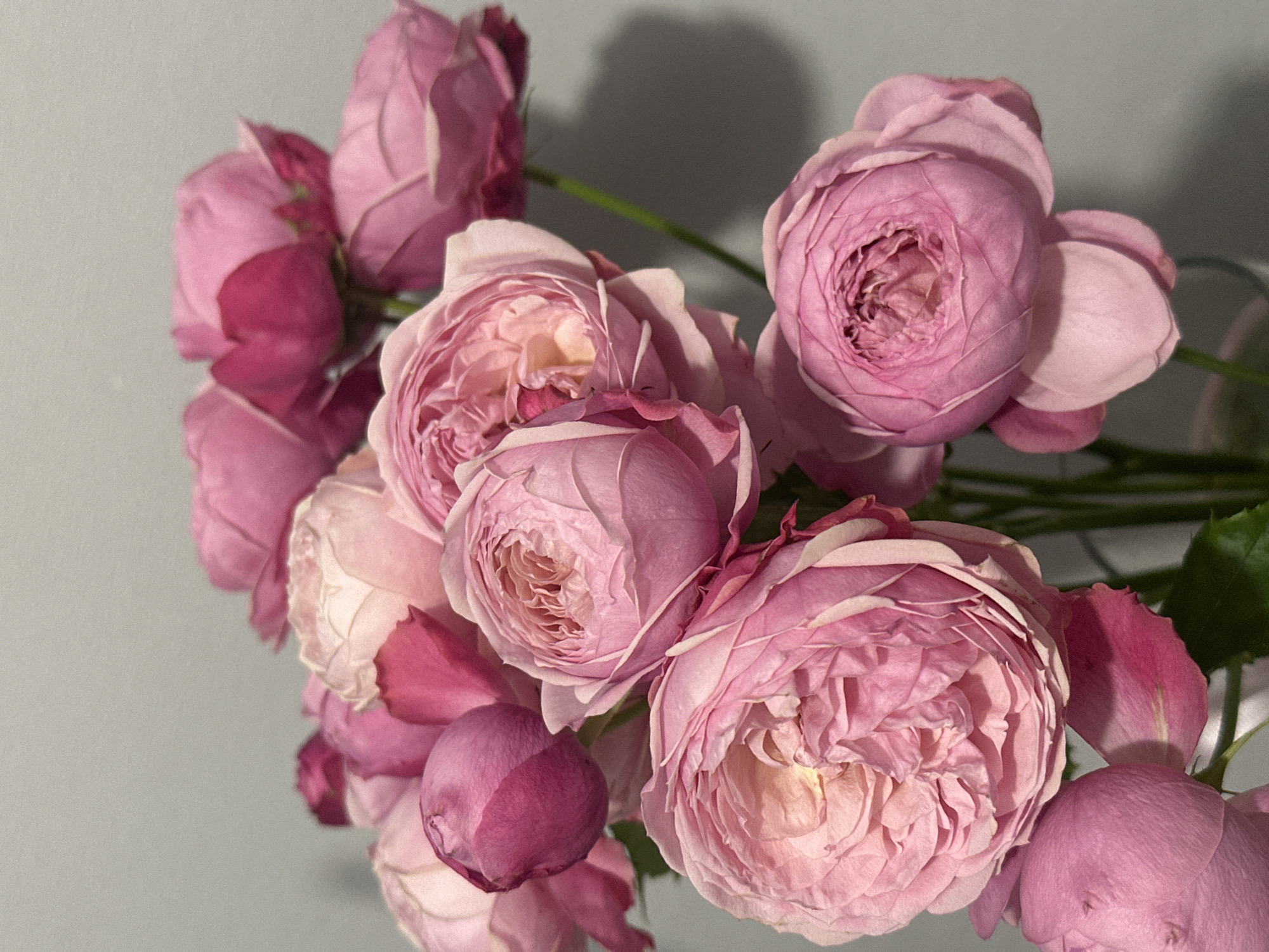 The image shows a cluster of pink roses against a light gray background. The roses are of varying sizes and shades of pink, some fully open and others still in bud. The lighting is soft, casting shadows on the background. The stems of the roses are partially visible. There is no information given in the image about its location in Kazan, Russia.