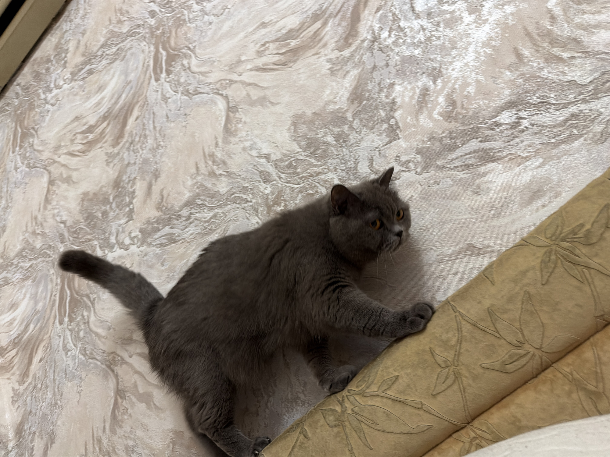 A grey British Shorthair cat is shown from above, perched on a beige upholstered surface with a floral pattern. The cat is positioned such that its hindquarters are towards the bottom left of the frame, and its head is turned towards the right, looking downwards. The background is a wall with a light-colored, marbled wallpaper pattern. The overall scene depicts a domestic setting.