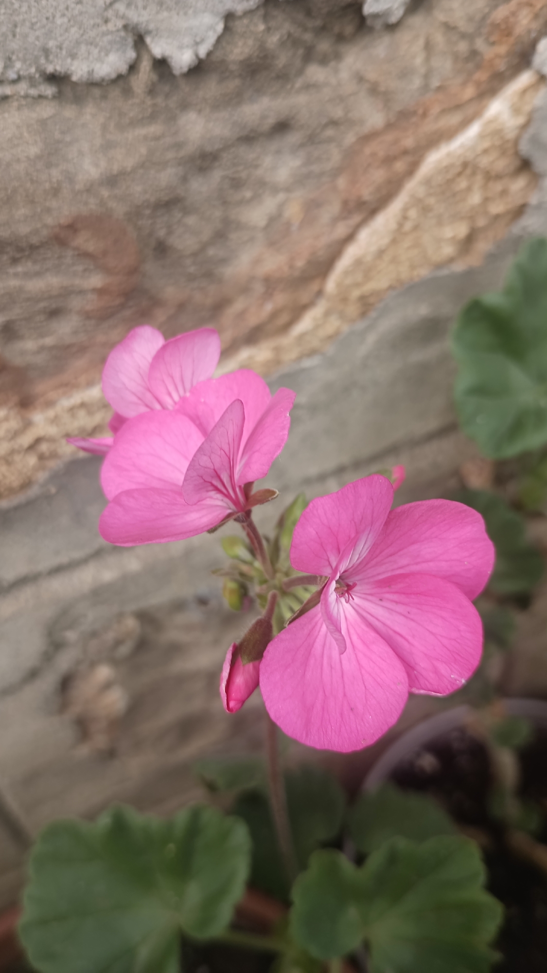 A close-up captures a pink geranium flower in partial bloom against a textured wall. The flower exhibits delicate petals with subtle veining, and a closed bud is visible. Several green leaves are present around the flower, indicating a potted plant. The background wall consists of layers of tan and gray stone or brick. The photo was taken in Muzga, Bulgaria.