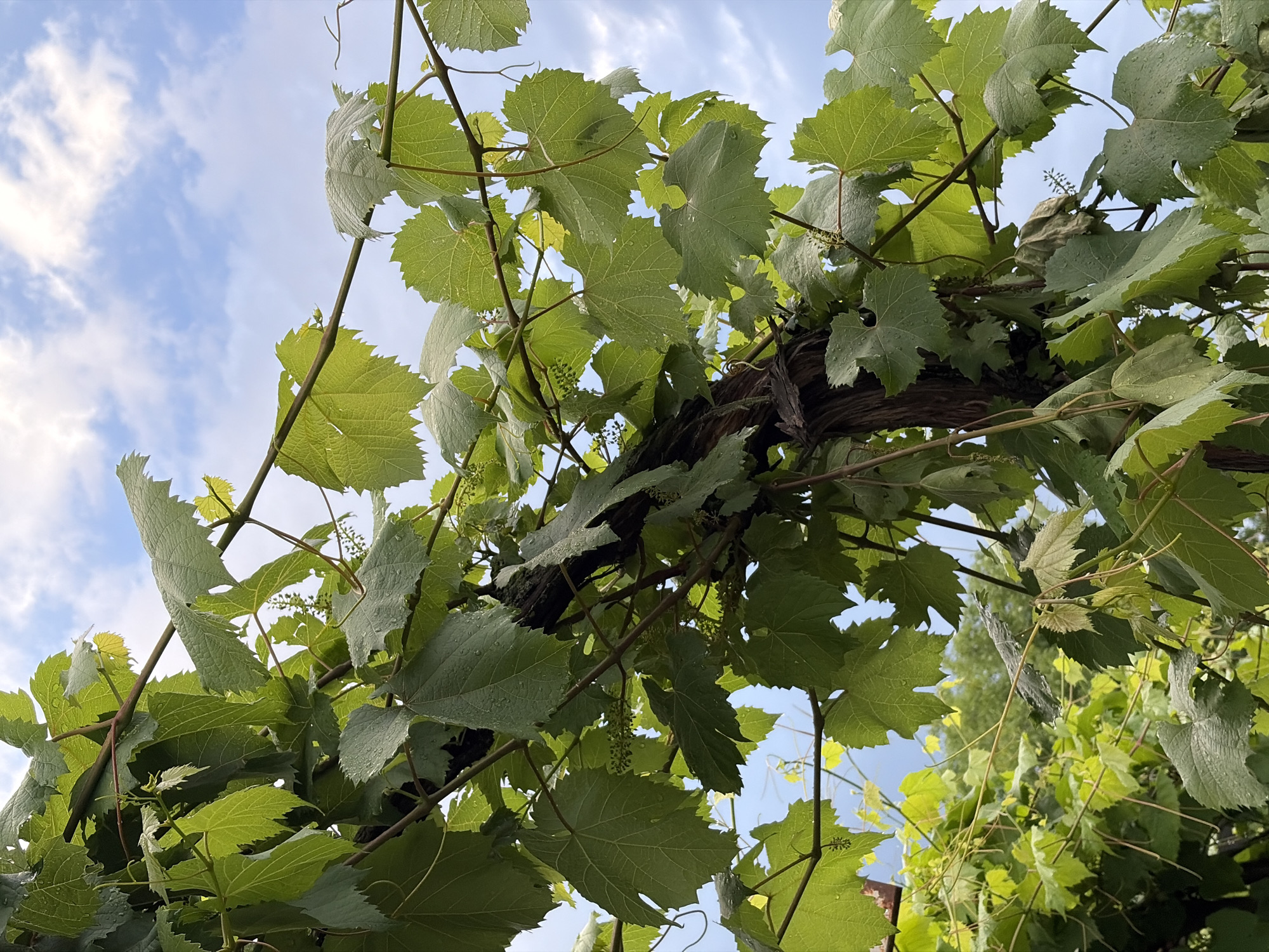 This is a low-angle, medium shot photograph of a grapevine against a blue sky with scattered white clouds. The foreground is dominated by lush green grape leaves, some with water droplets on them, which appear to be either dew or rain. The leaves are varied in size and shape, with many exhibiting serrated edges. The vine itself is thick and woody, with some smaller tendrils extending outwards. In the background, there are more green leaves and a hint of a tree line. The image was captured in Dachnoye, Russia.