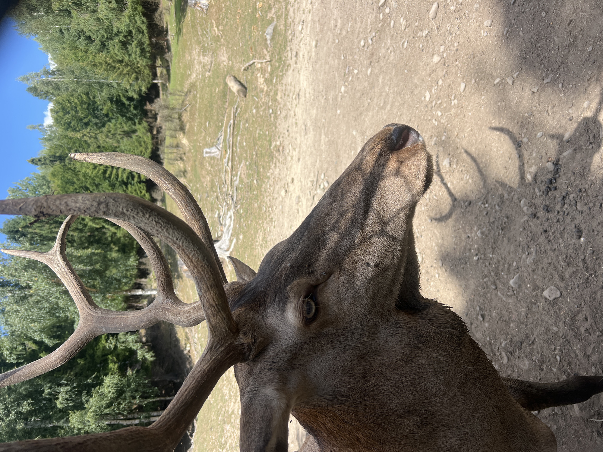 A close-up, eye-level, outdoor, medium shot captures the head and antlers of a red deer, or maral, with a shallow depth of field. The deer's fur is a reddish-brown, and its large antlers are complex and branched. The deer's head is turned to the right, revealing its detailed eye and snout. The background consists of a grassy field dotted with trees and a dirt path. The image was taken in Yaremche, Ukraine.