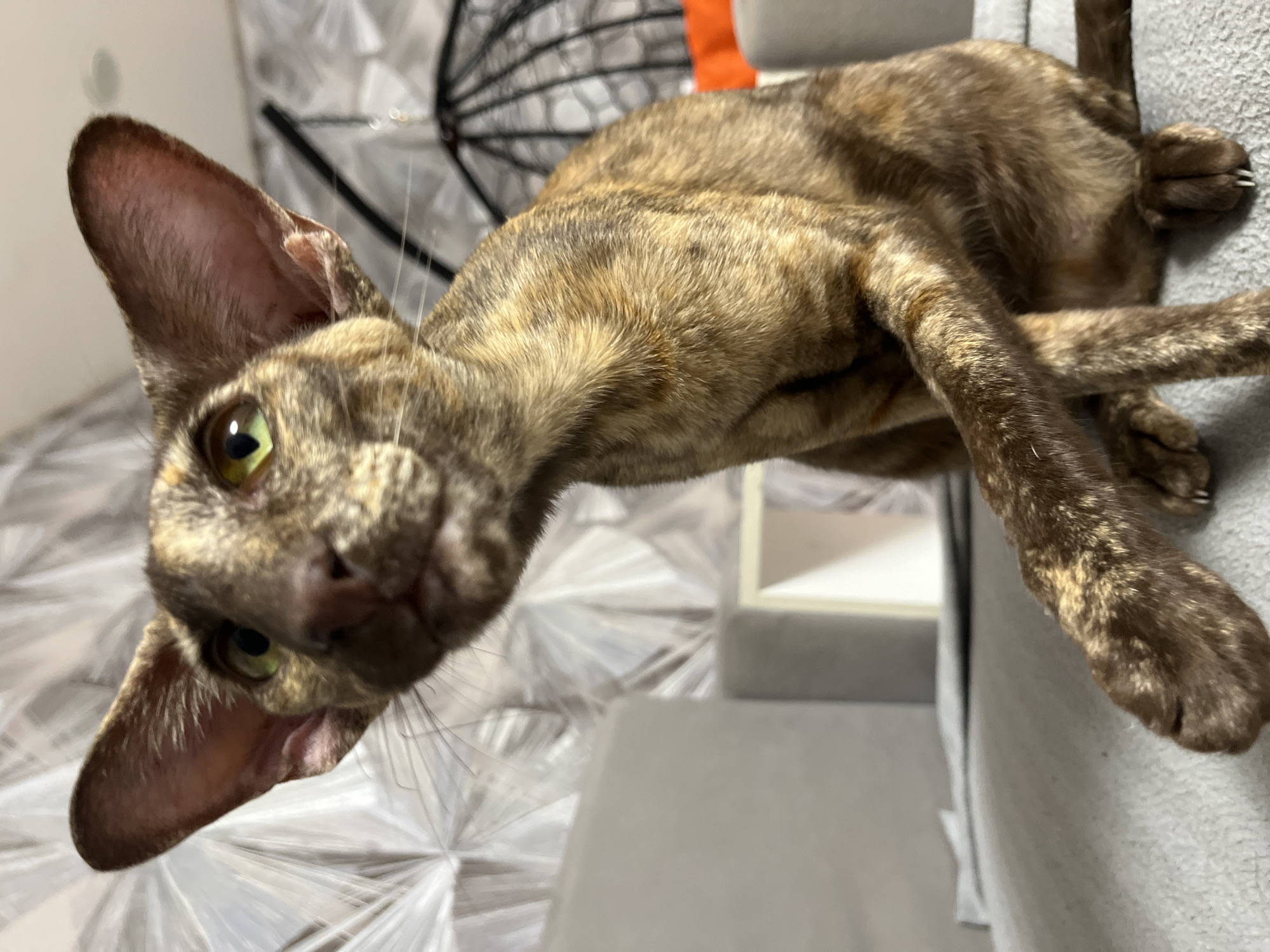 A brindle-colored oriental cat with large ears and green eyes is sitting on a grey sofa. The cat is looking upwards, slightly to the left, with its front paw extended. The background features a patterned wallpaper and a black woven chair. The scene is indoors, likely in a residential setting. There are no people present in the image. There is no information in the image to suggest a location in the city of Chaikovsky, Russia.