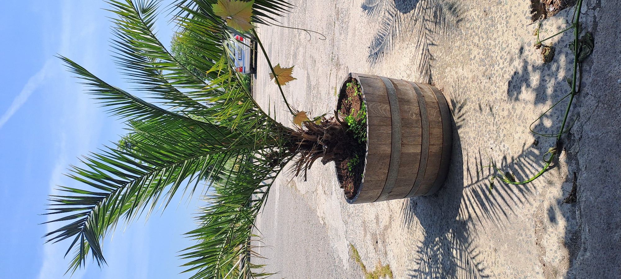 This image, rotated 90 degrees clockwise, presents an outdoor scene under a bright, clear blue sky in Velika, Bulgaria. The primary subject is a date palm tree (Phoenix dactylifera) planted in a large, weathered wooden barrel, reinforced with metal bands. Small green ground cover plants are visible growing in the soil around the palm's base within the barrel.
The barrel rests on a textured concrete or paved surface, which is illuminated by strong sunlight, casting sharp, intricate shadows of the palm fronds. A vine-like plant with light green, possibly grape-like leaves and tendrils, emerges from the barrel and trails across the concrete surface to the right.
In the background, a silver car is parked, partially visible, and its license plate reads `PZ 4791 AC`, confirming a Bulgarian setting. Beyond the car, lush green trees and foliage are visible, suggesting a natural and verdant environment. A faint white contrail is visible in the upper left quadrant of the clear blue sky. The scene depicts a static, sunny day, with no human activity.