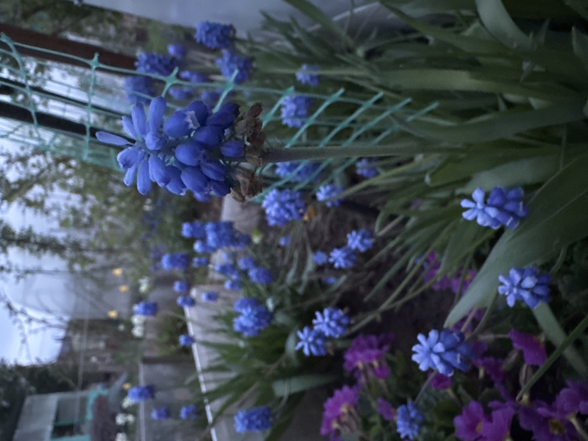 The image depicts a garden bed in an outdoor setting. Predominantly, the scene features blue grape hyacinth flowers (Muscari) in various stages of bloom. A small amount of purple flowers (likely primrose) are located near the lower right corner of the picture. Green blades of foliage are abundant, and a green plastic netting material is slightly visible in the background. The background contains an out-of-focus area with hints of buildings, possibly a greenhouse, and muted colors suggesting a late-day or overcast environment. The image is shot at a close-up angle, focusing on the details of the flowers and surrounding greenery. No human subjects are present. It's likely not in Mayak, Russia.