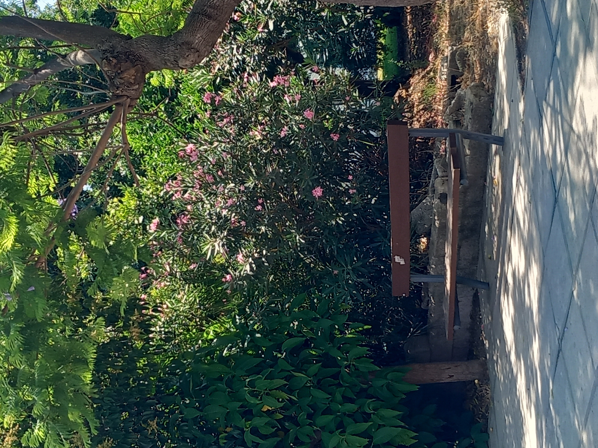 A wooden bench with metal legs sits in a park in the city of Kos, Greece. The bench is surrounded by lush green foliage and pink flowers. Trees with thick trunks and branches provide shade over the park. The ground in front of the bench is paved with concrete squares, casting dappled shadows from the trees. In the background, a low stone wall can be seen, and beyond that, more greenery and dry vegetation. The scene appears peaceful and natural, typical of a park setting.