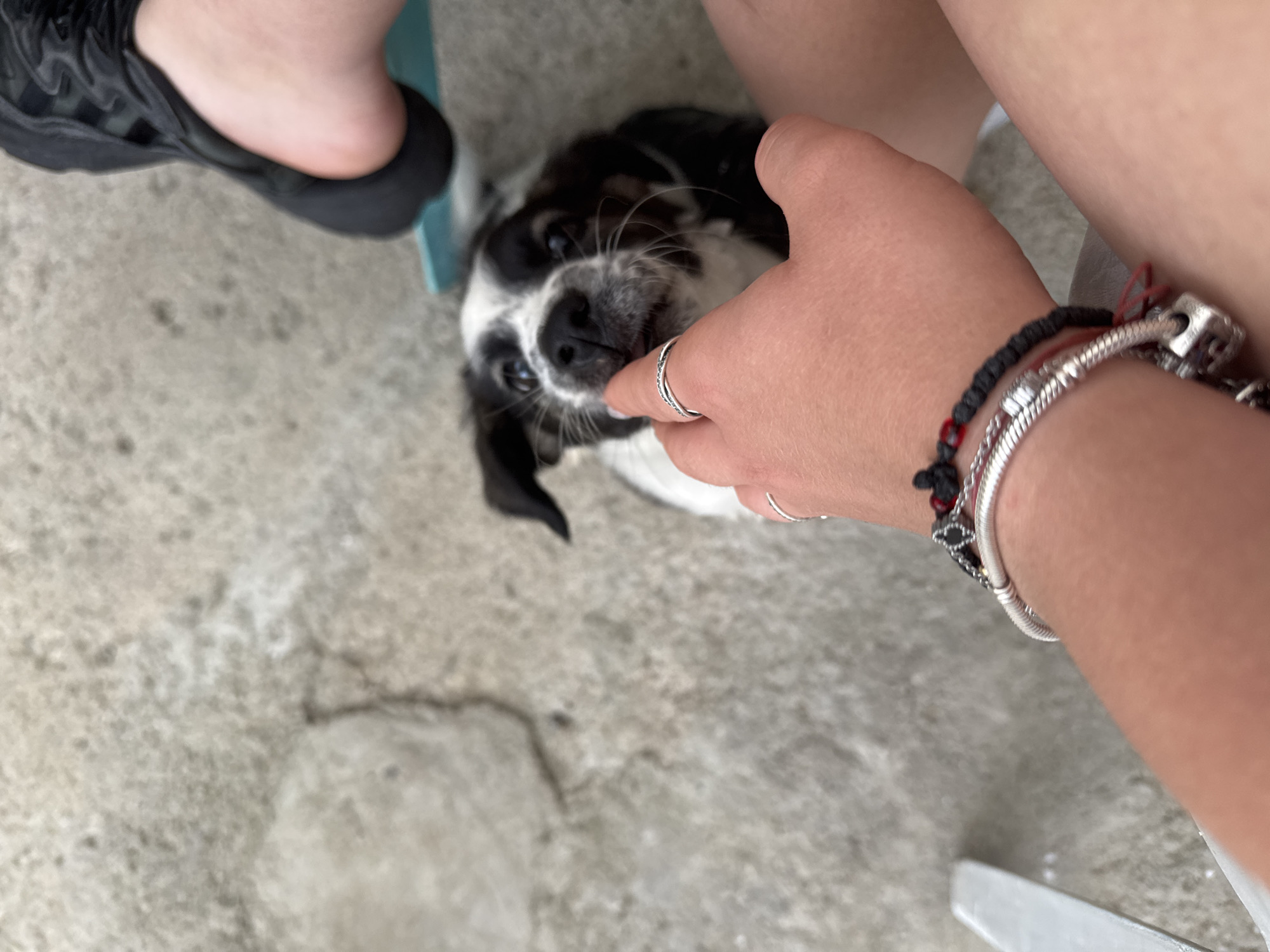 The image shows a close-up of a small black and white dog interacting with a person's hand. The dog is looking up, and the person's index finger is gently touching the dog's muzzle, near its mouth. The dog has expressive blue eyes and dark fur around its ears and eyes, with white markings on its face and chest. A silver ring with a textured band is visible on the person's finger.
The person's arm is also visible, adorned with bracelets. One is a silver charm bracelet with several charms, including a metallic cube and possibly a small red bead. Another bracelet appears to be made of black cord with red threads woven in.
The background is a textured, light-colored surface, likely concrete or pavement. In the upper left corner, a person's foot wearing a black shoe is partially visible. The overall setting appears to be outdoors, possibly a patio or an area with a concrete floor. The lighting suggests it is daytime, but the specific time or weather conditions are not discernible. The image evokes a sense of playful interaction and affection between the person and the dog. No text is visible in the image.