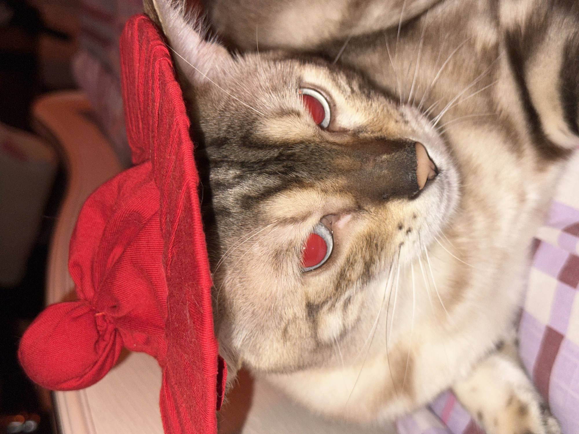A close-up, eye-level shot shows a domestic cat wearing a red hat. The cat is light brown with dark tabby markings and has bright red eyes, possibly due to a reflection or camera effect. The hat is a wide-brimmed, conical style, also red, with a rounded top tied in a knot. The cat is lying down, its body mostly obscured by the hat and its fur. The background is blurred, but appears to be an indoor setting with a soft surface, possibly a bed with a pink and white checkered pattern. The image is well-lit, highlighting the cat's features and the texture of the hat. There is no visible indication of the city of Energetik, Russia, or any urban environment.