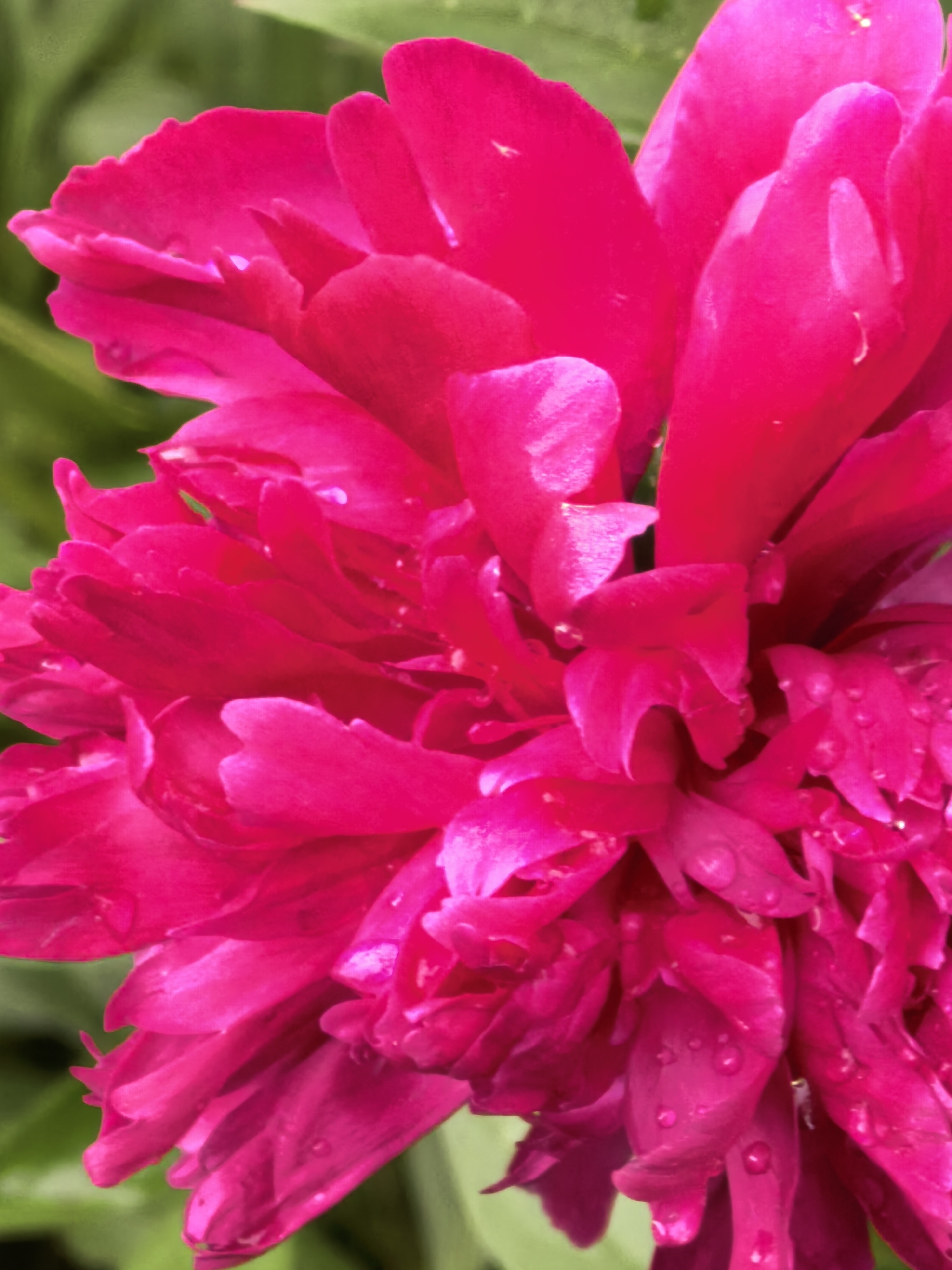 This is a macro photograph of a bright pink peony flower. The petals are ruffled and layered, with some showing signs of water droplets. The background is a soft blur of green foliage, suggesting an outdoor setting. The lighting appears natural, highlighting the texture and vibrant color of the flower. The image is tightly cropped, focusing on the intricate details of the bloom. There are no people or man-made objects visible in the scene.