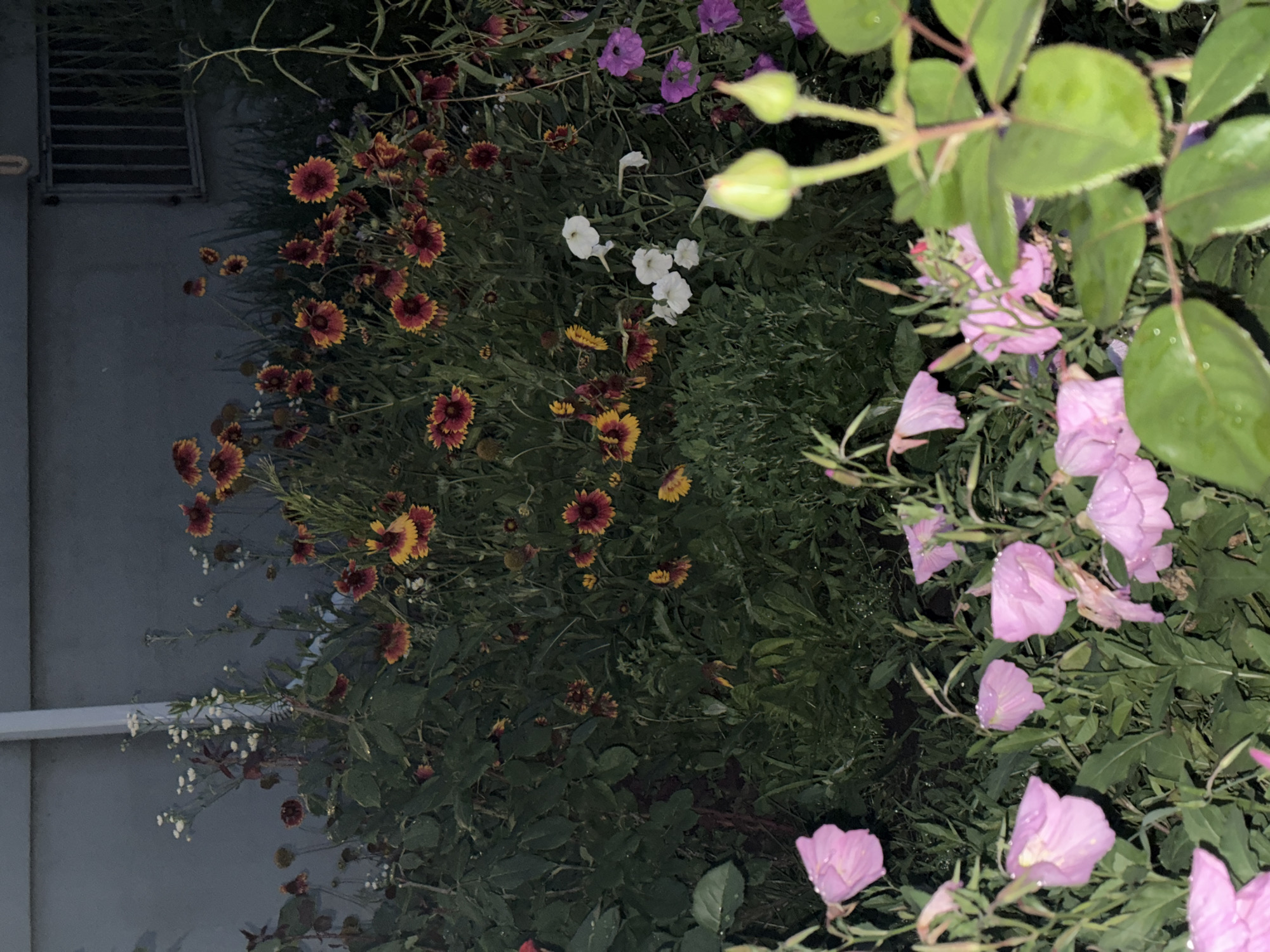 The image displays a garden bed with a variety of flowers. In the foreground, several pink, trumpet-shaped flowers with dew drops on their petals are visible. Behind them, a dense arrangement of flowers with red and yellow petals, resembling gaillardia, is prominent. Interspersed among these are smaller white flowers and some purple flowers. The background consists of a textured gray wall and a grated window. The scene appears to be outdoors, possibly in a residential area, as suggested by the wall and window. The lighting indicates it is either dusk or nighttime. There are no people or animals present in the image. The location is described as Mikhaylovsk, Russia.